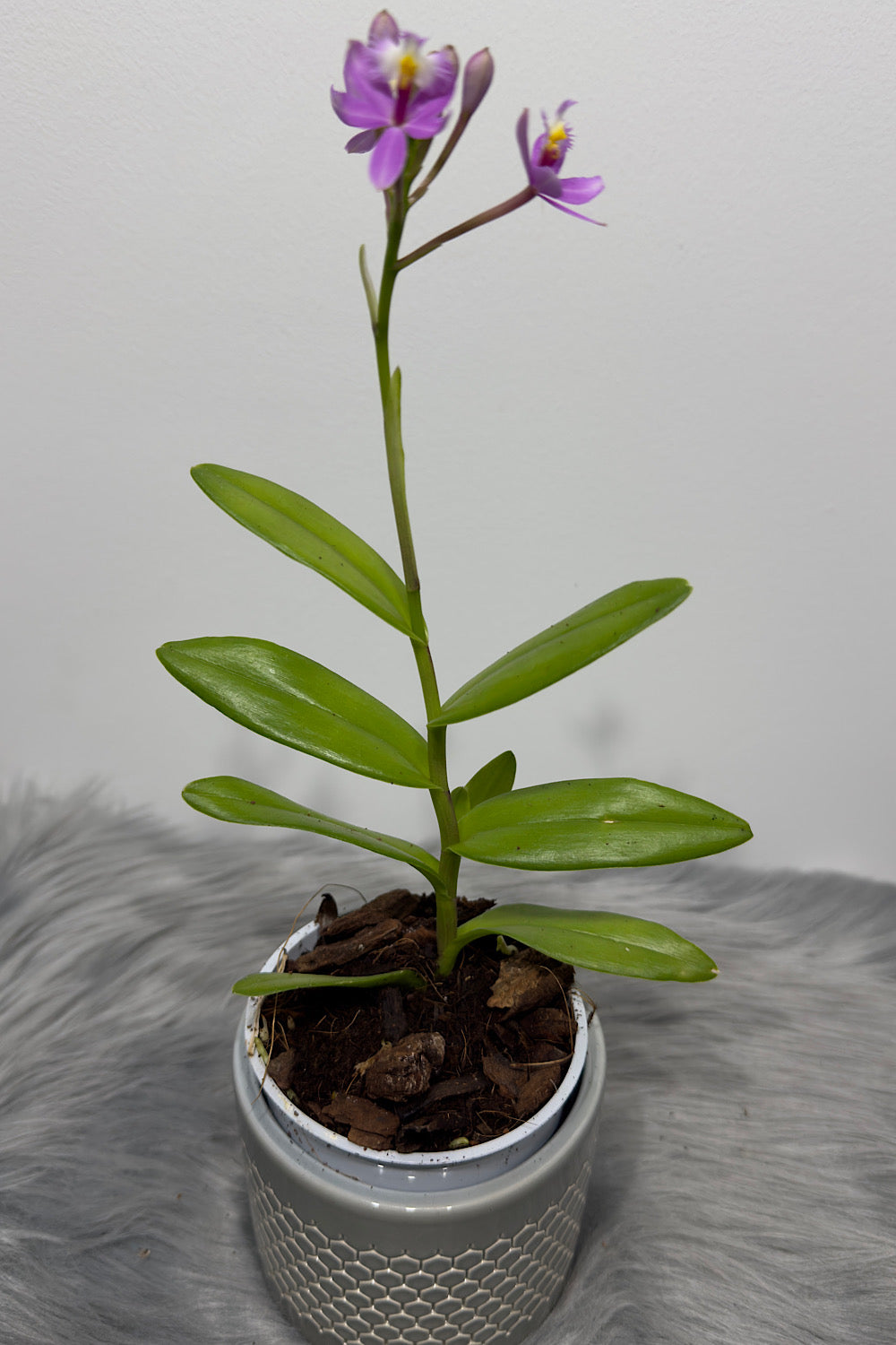 Orhideja Epidendrum 6 - www.augi-plants.lv
