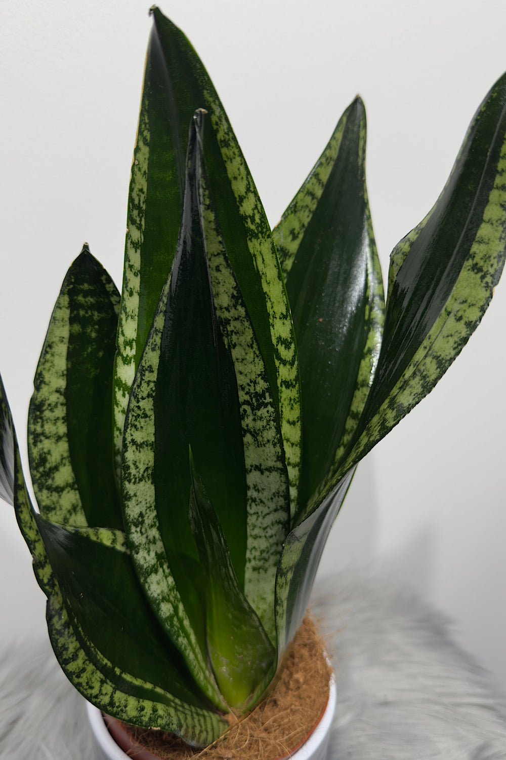 Sansevieria trifasciata Whitney - www.augi-plants.lv
