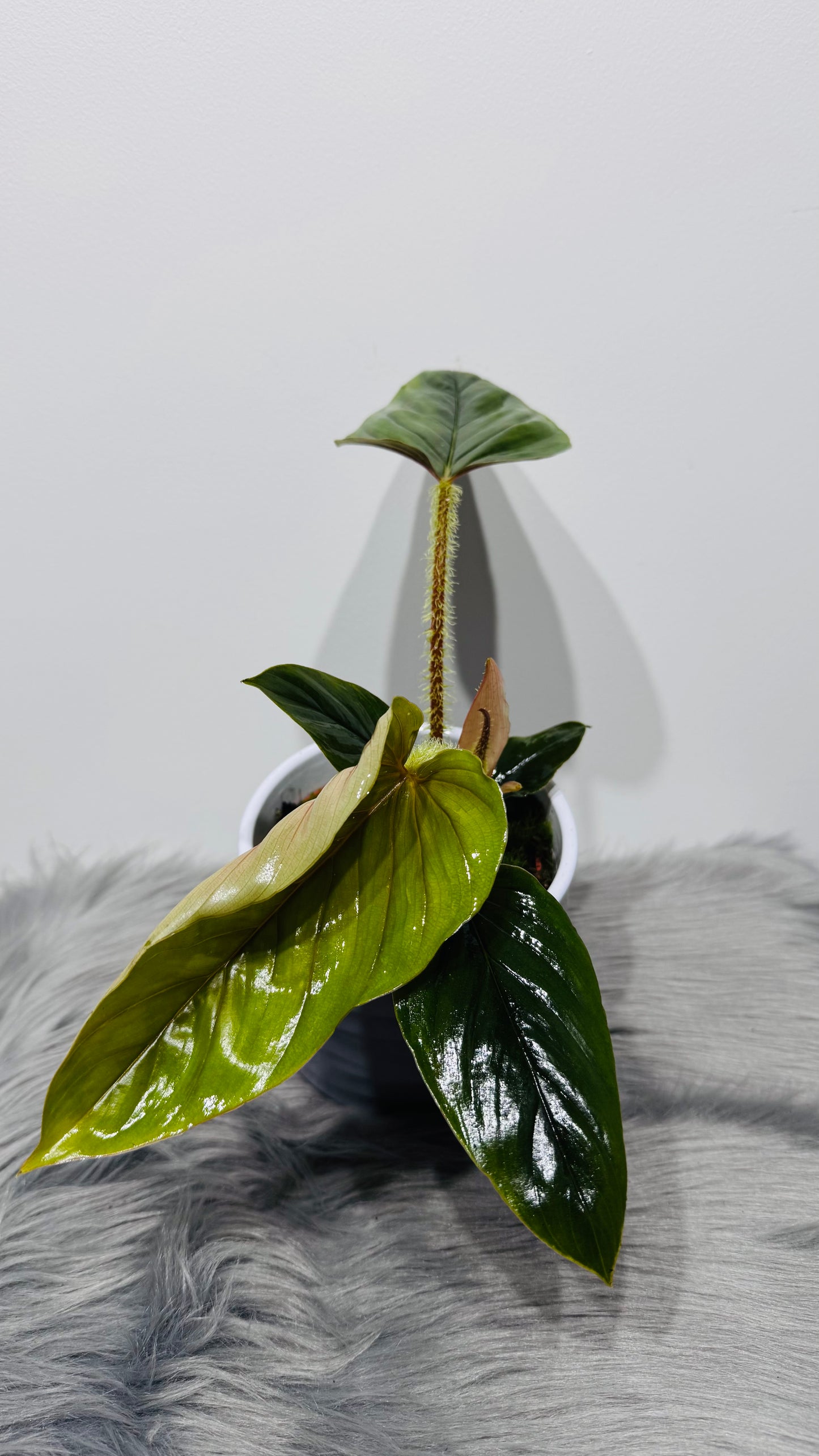 Philodendron Serpens