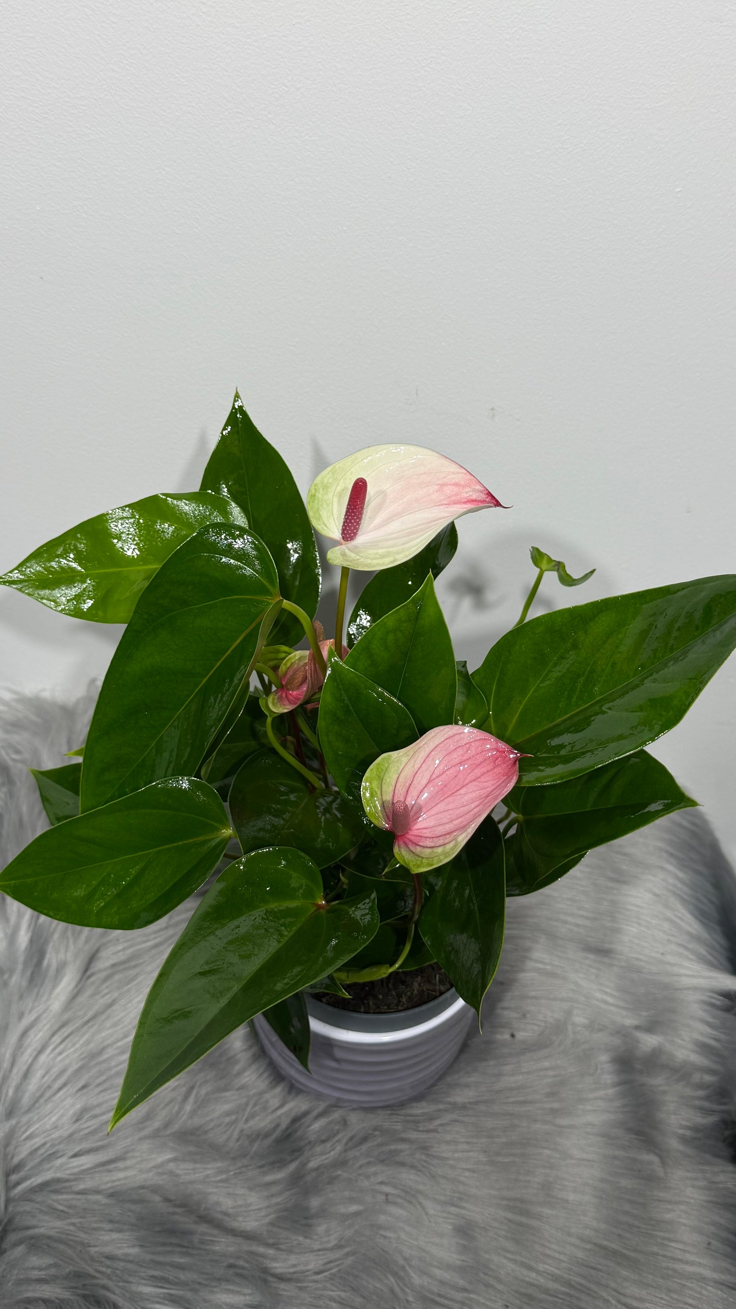 Anthurium White and Pink