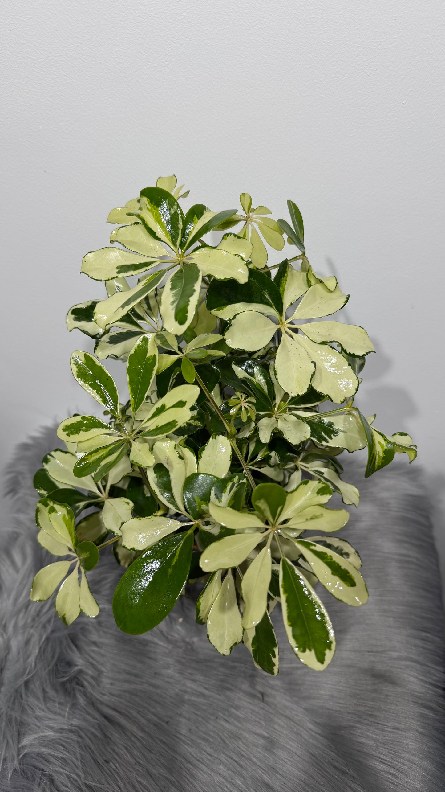Schefflera 1