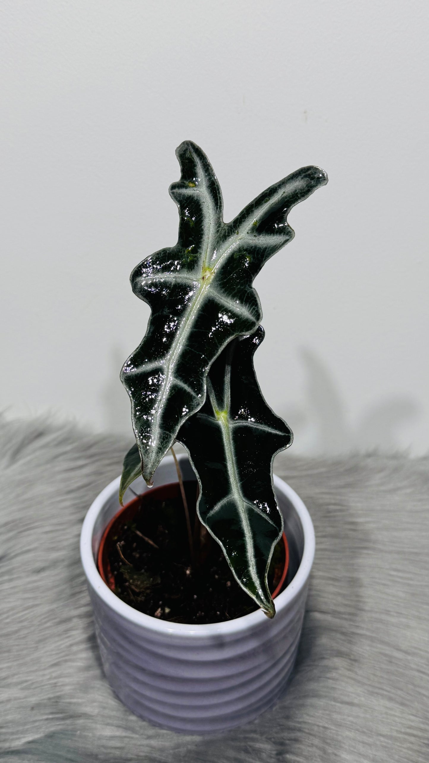 Alocasia Nobilis