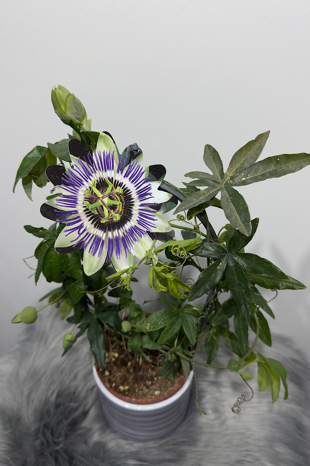 Passiflora Caerulea - www.augi-plants.lv