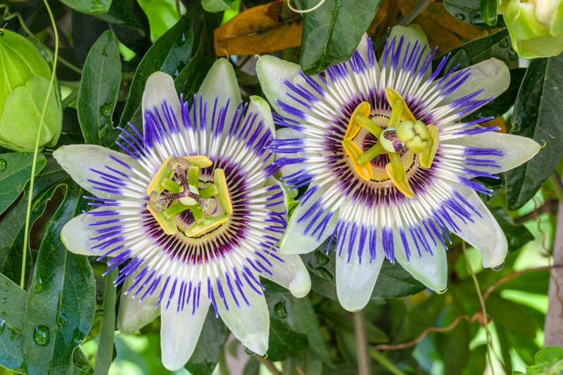 Passiflora Caerulea - www.augi-plants.lv