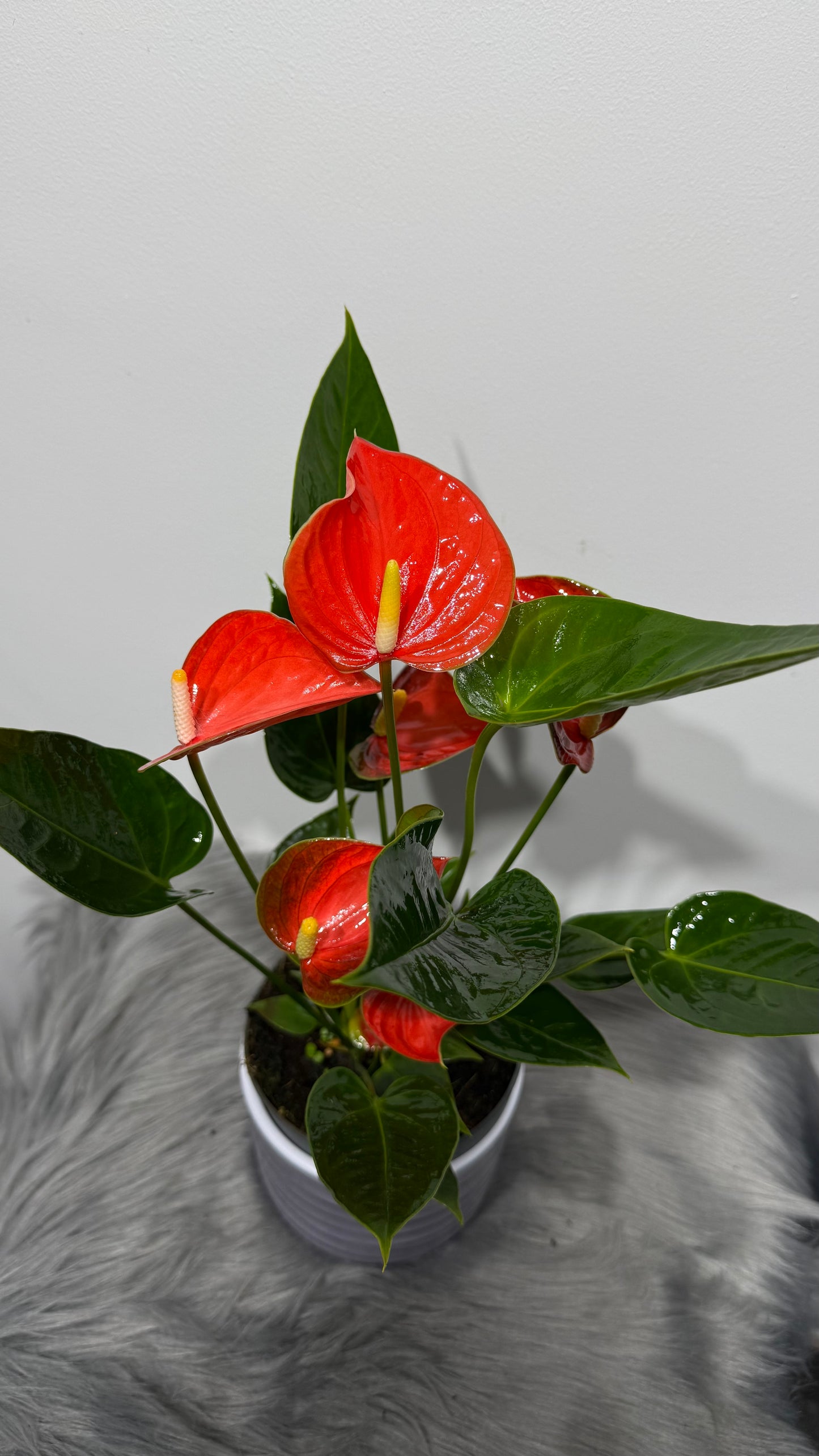 Anthurium Orange