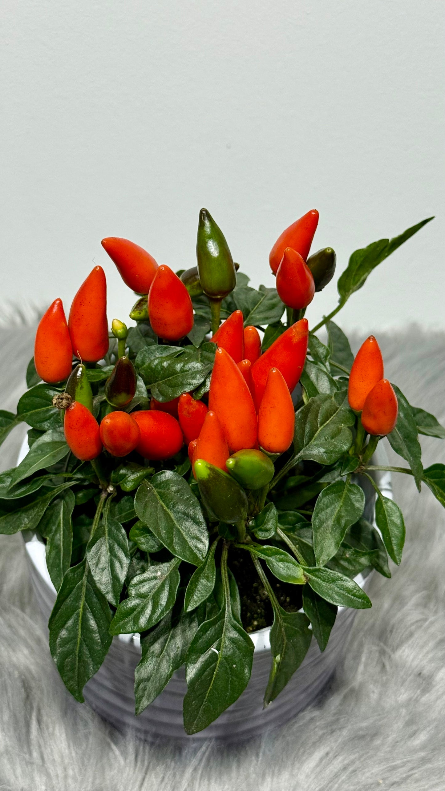 Capsicum Orange