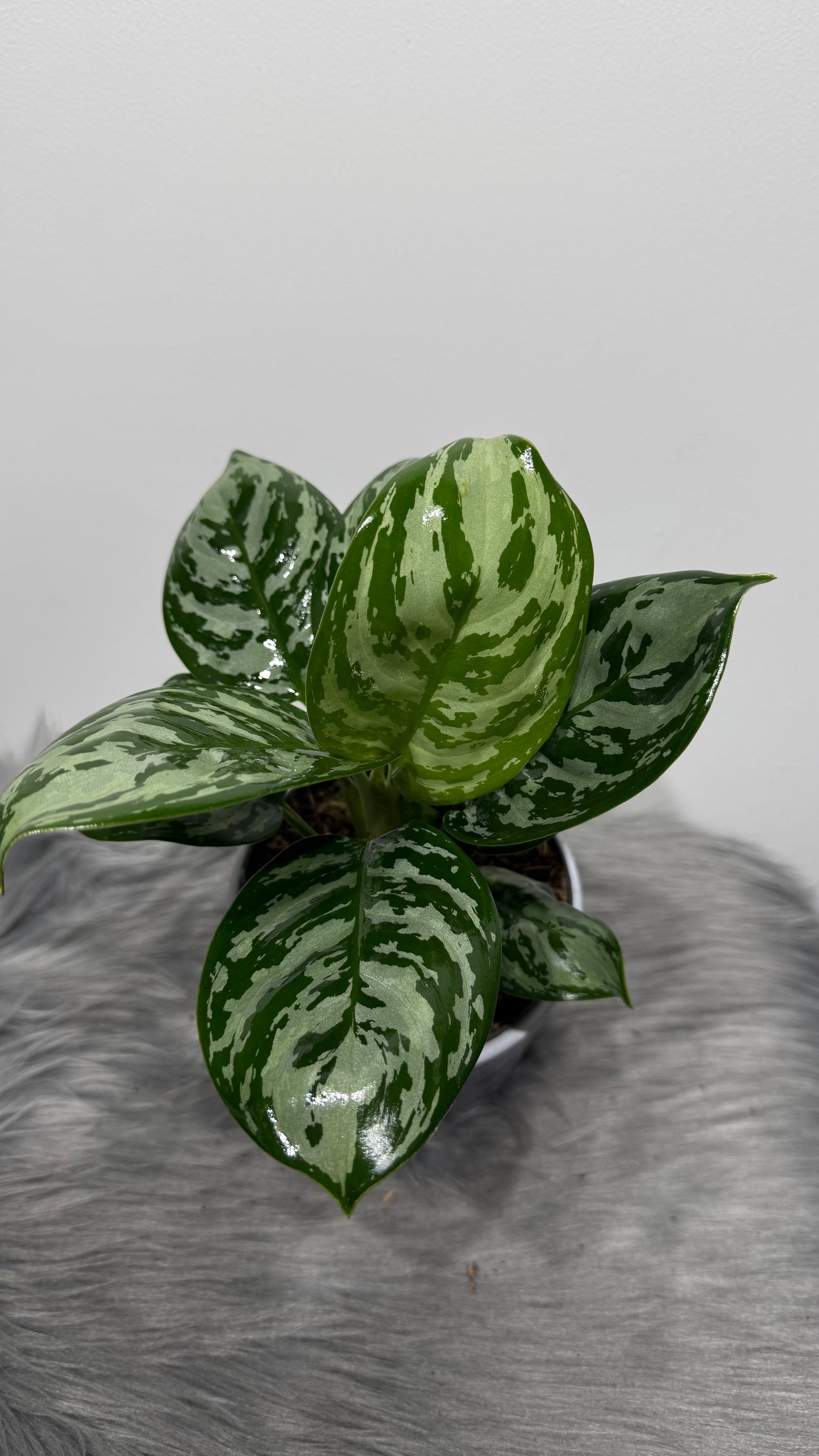 Aglaonema 12