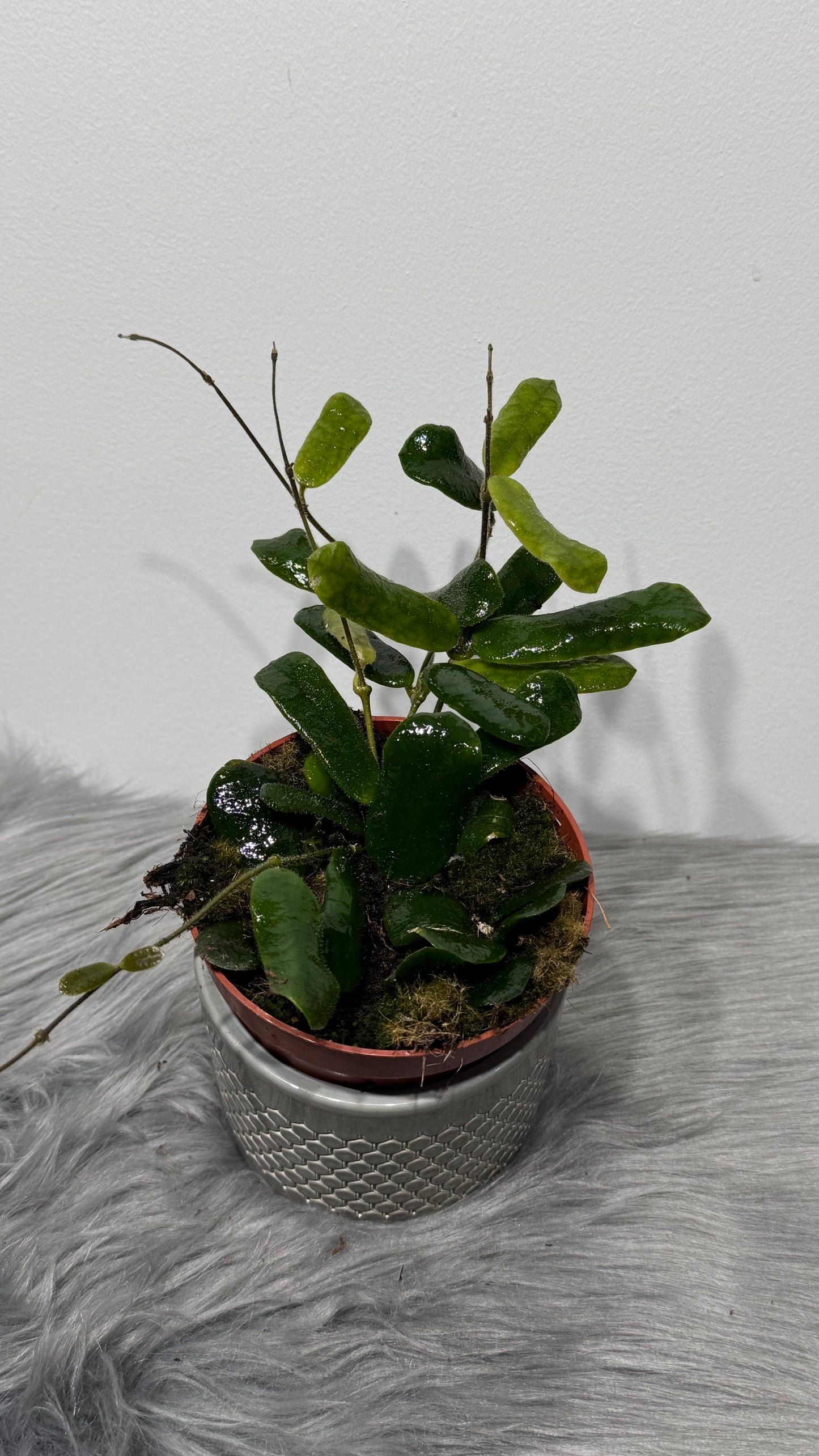 Hoya Rotundiflora