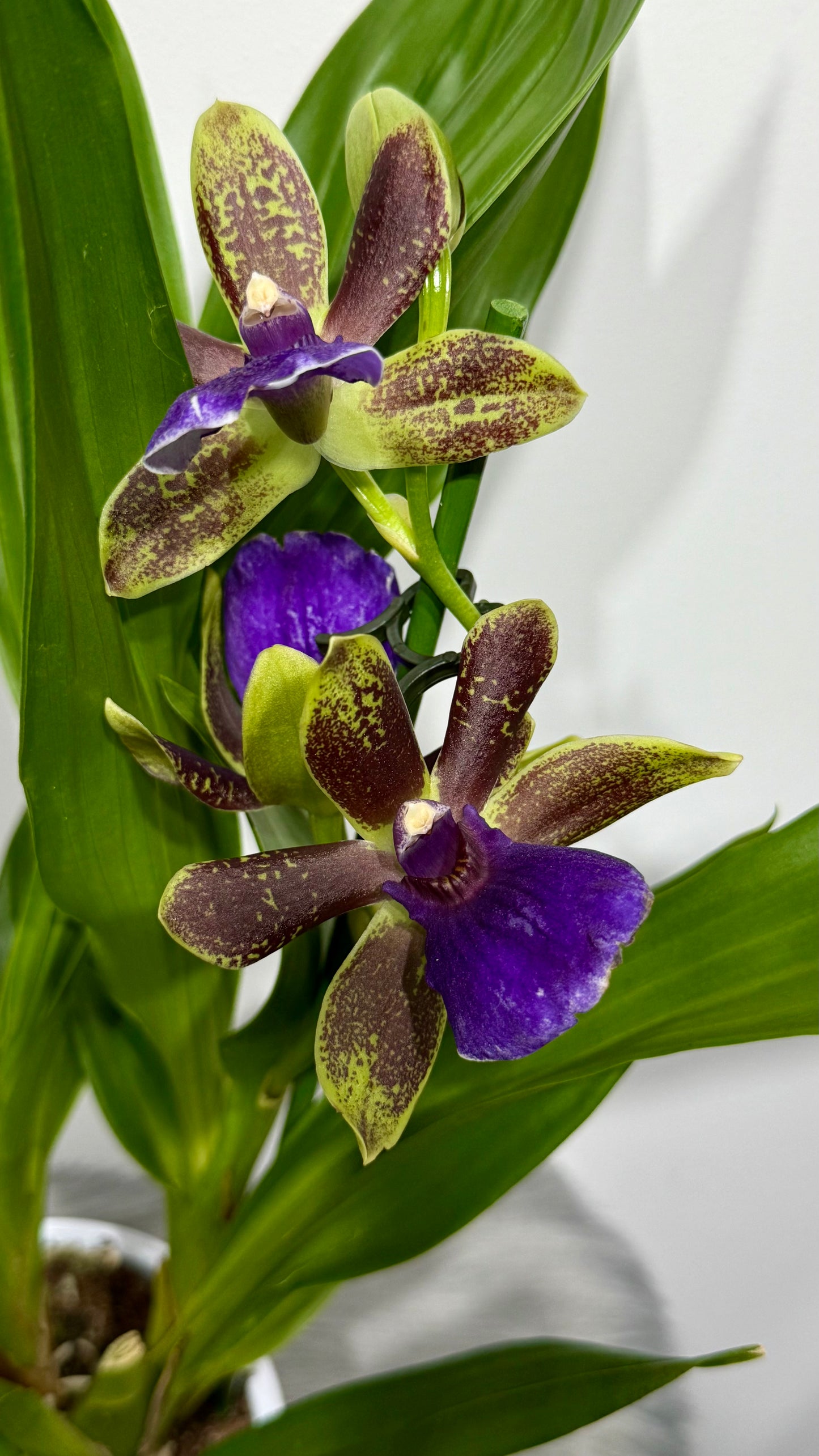 Orhideja Zygopetalum Louisendorf 5 SMARŽO!