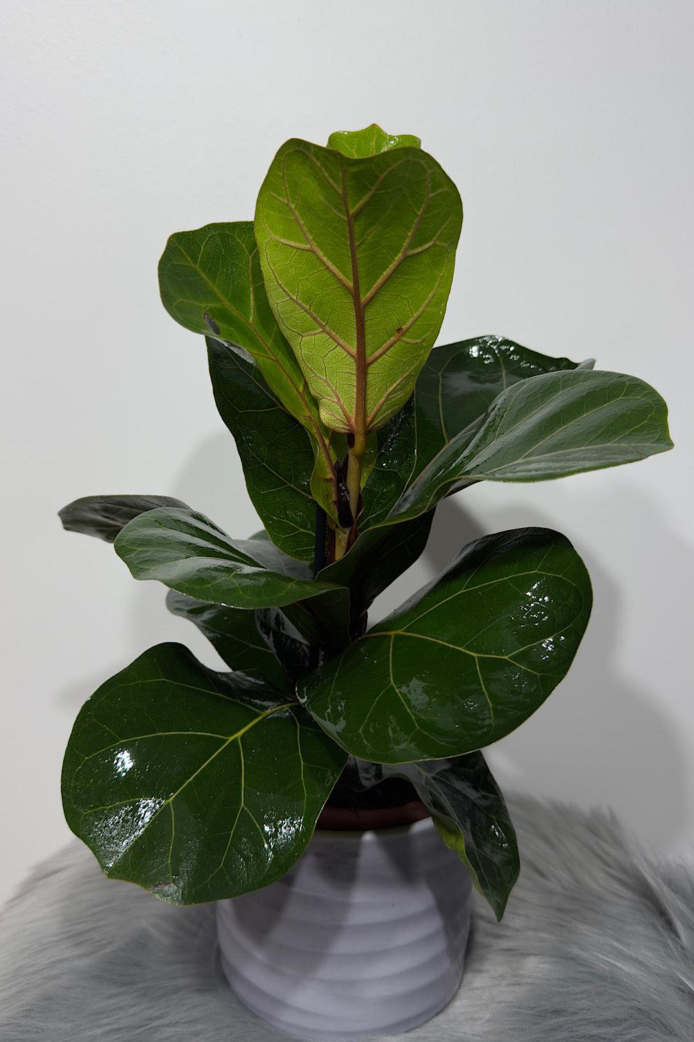 Ficus Lyrata Bambino - www.augi-plants.lv