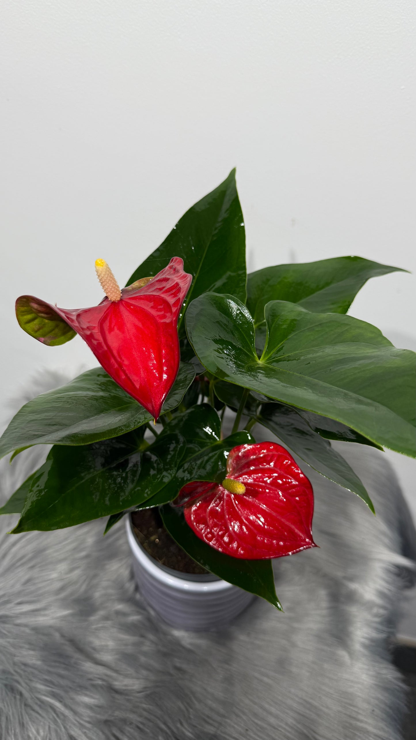 Anthurium Red 2