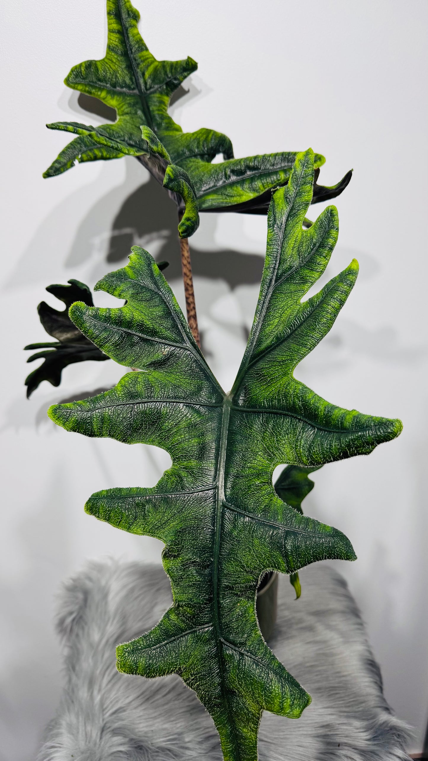 Alocasia Jacklyn
