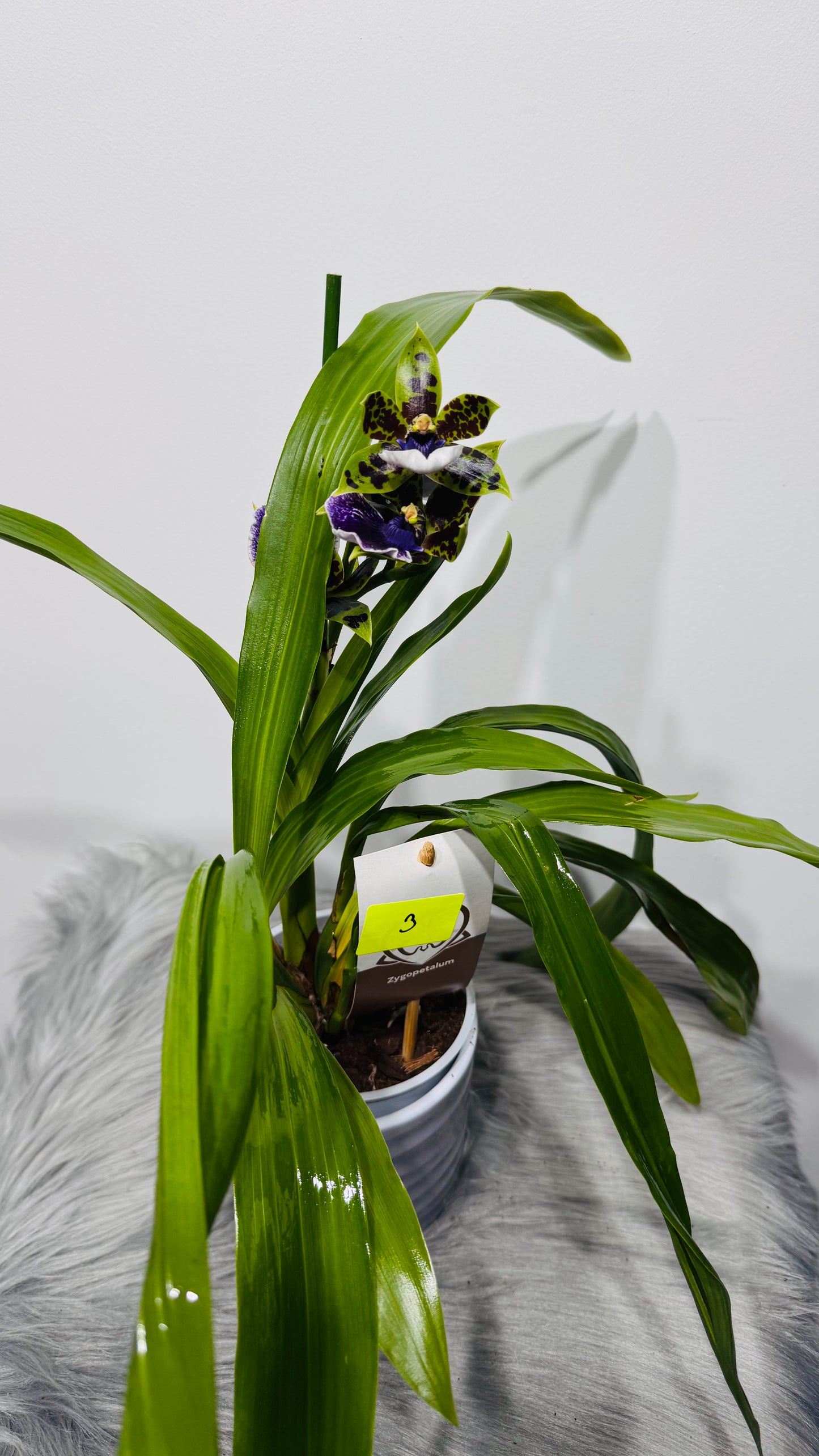 Orhideja Zygopetalum Louisendorf 3 SMARŽO!