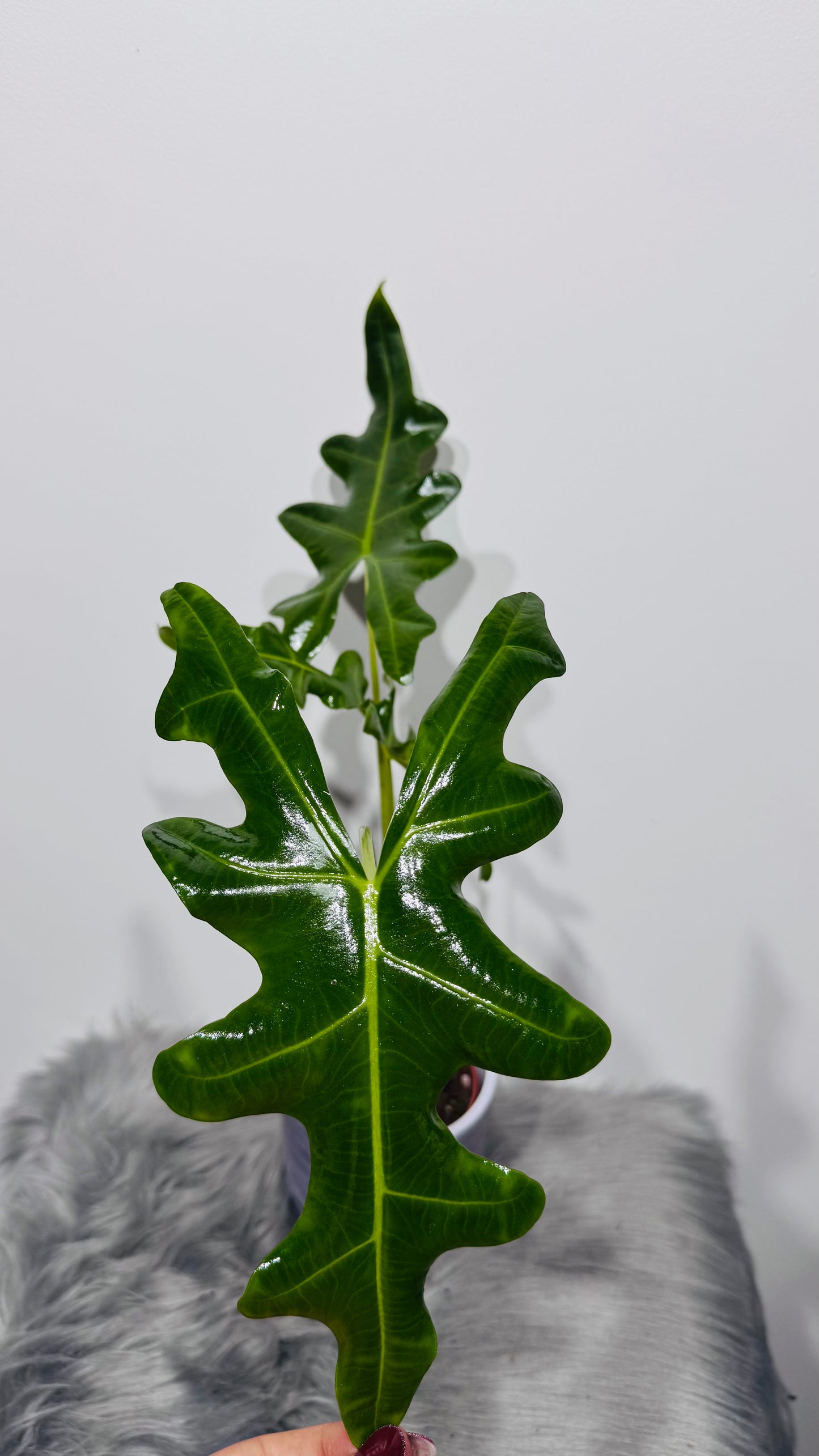 Alocasia portei