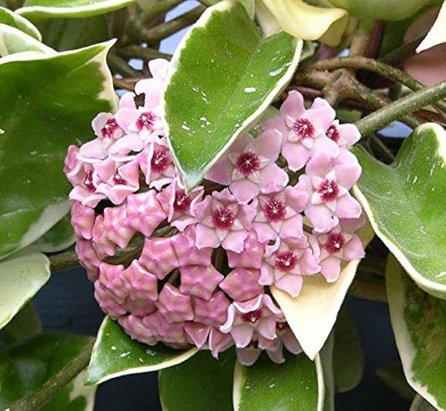 Hoya carnosa 'Krimson Queen' - www.augi-plants.lv