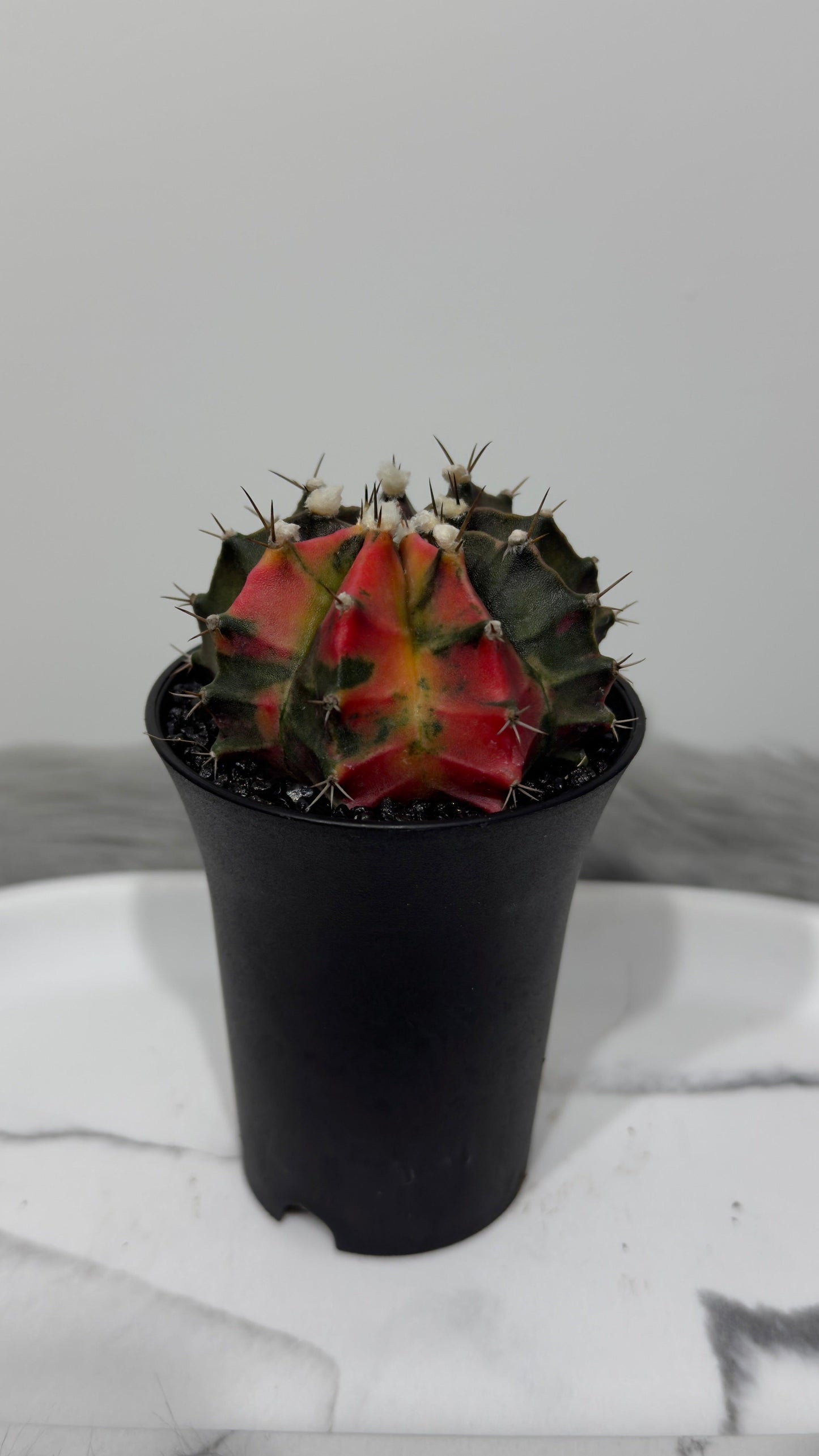 Gymnocalycium mihanovichii variegata - www.augi-plants.lv