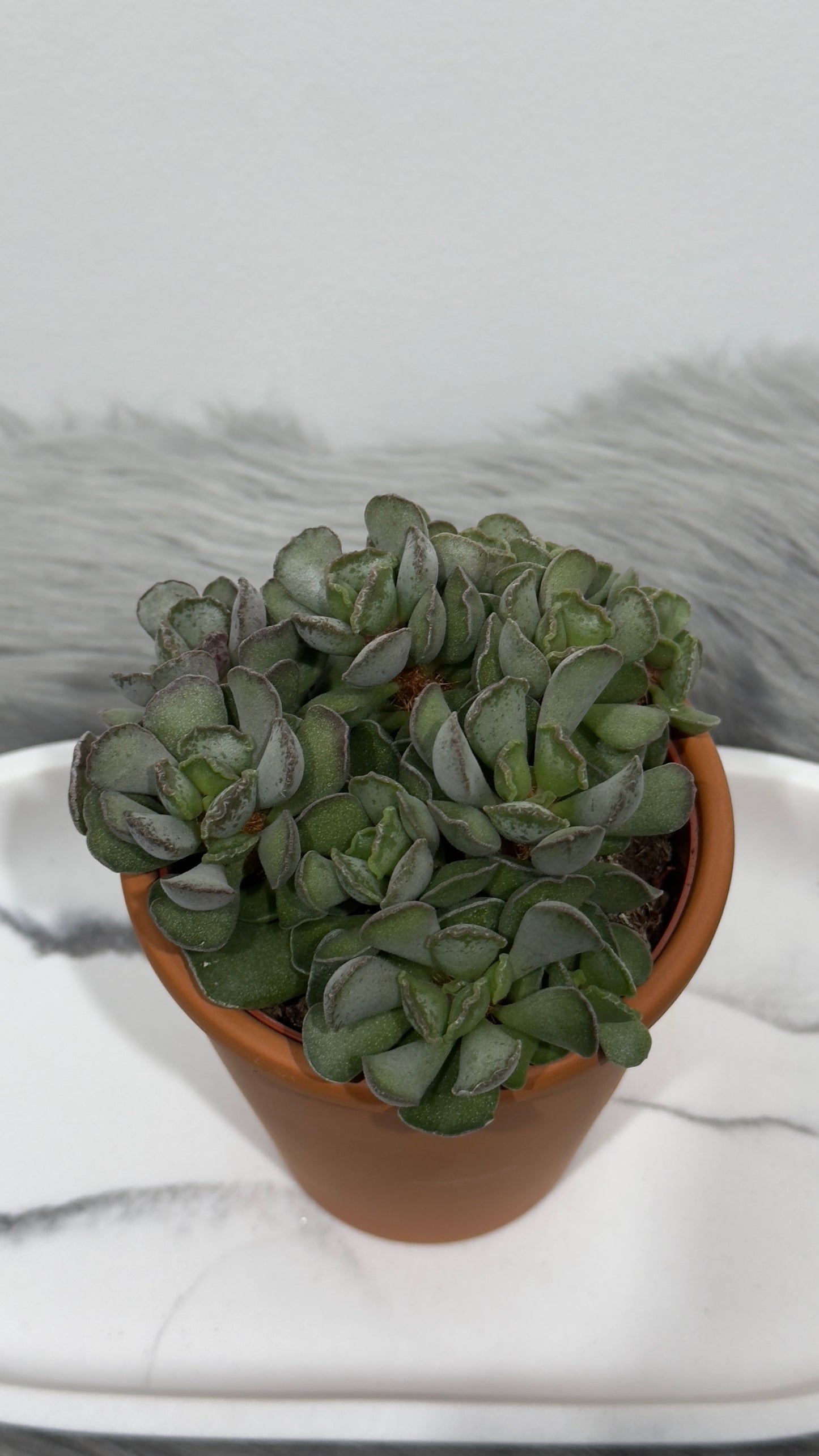 Adromischus 2 - www.augi-plants.lv