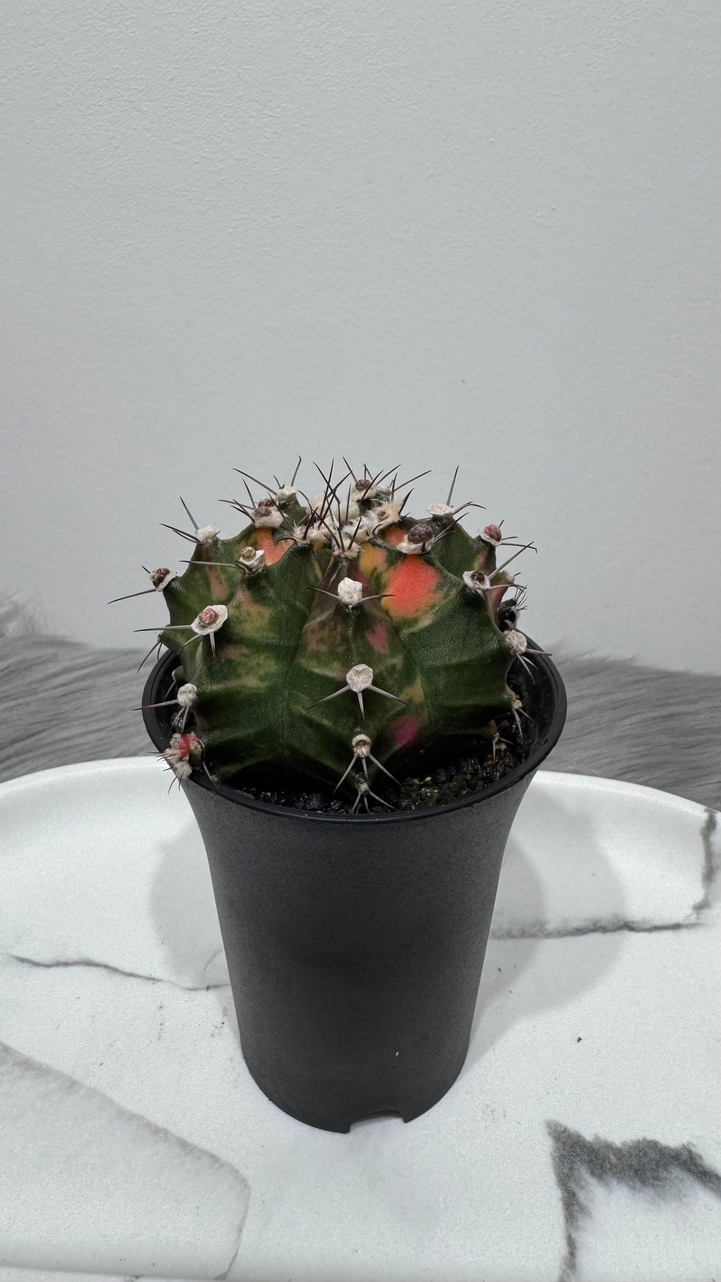 Gymnocalycium mihanovichii variegata - www.augi-plants.lv