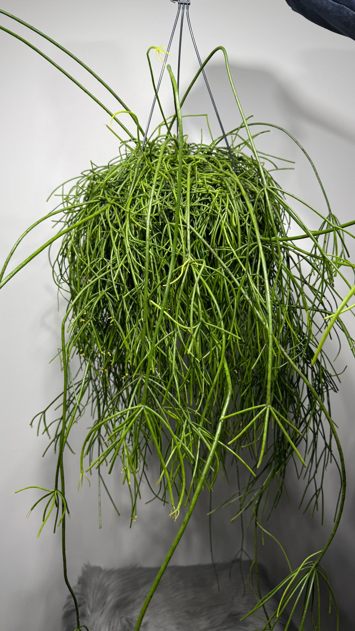 Rhipsalis Baccifera Oasis