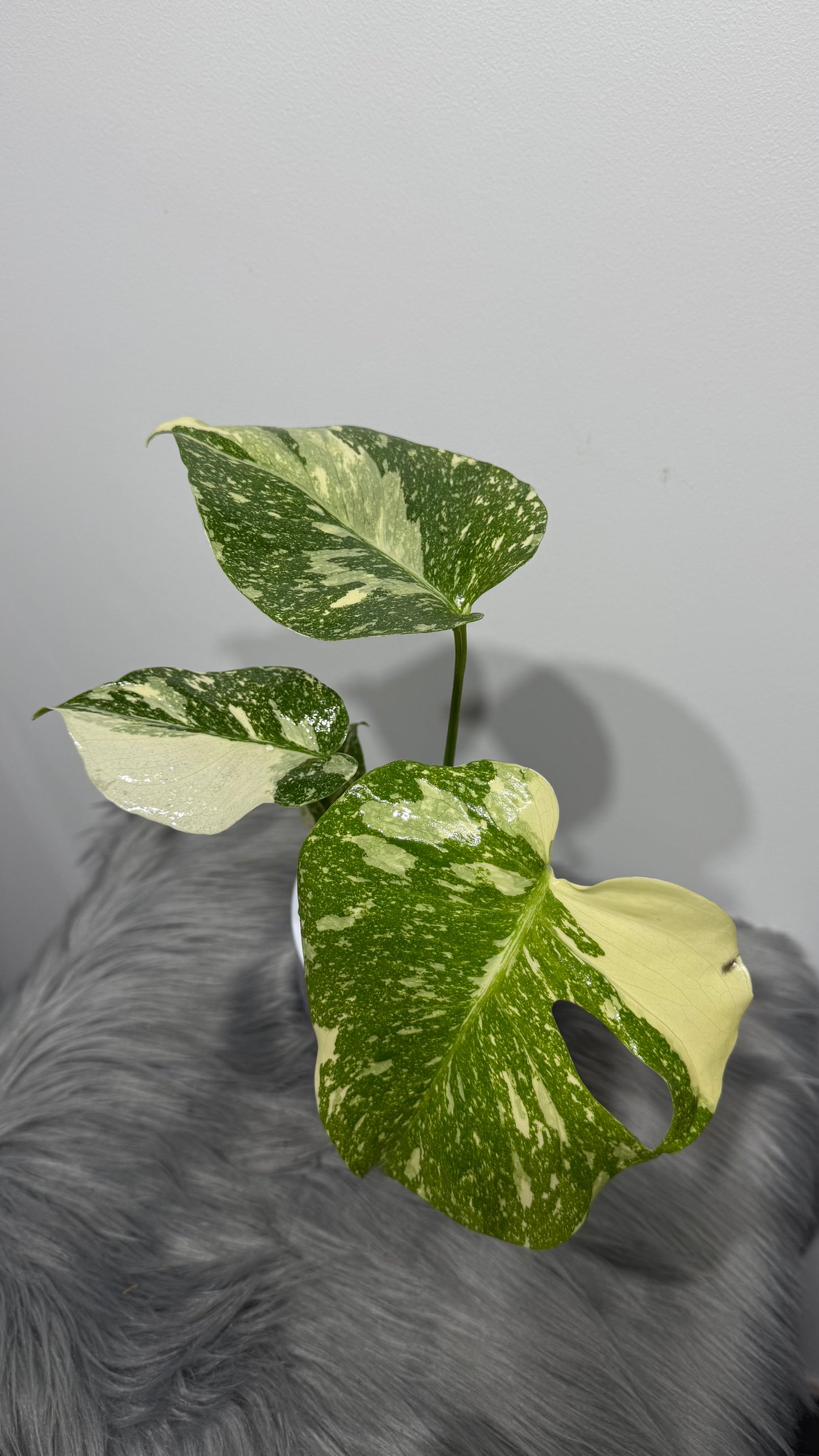 Monstera Thai Constellation