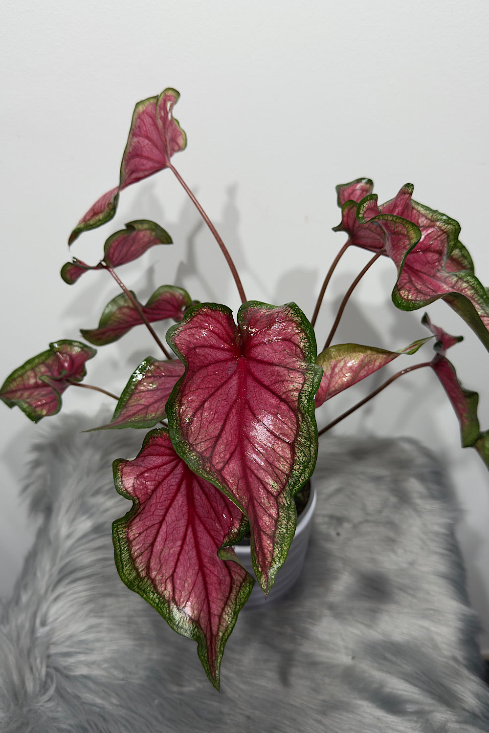Caladium 3