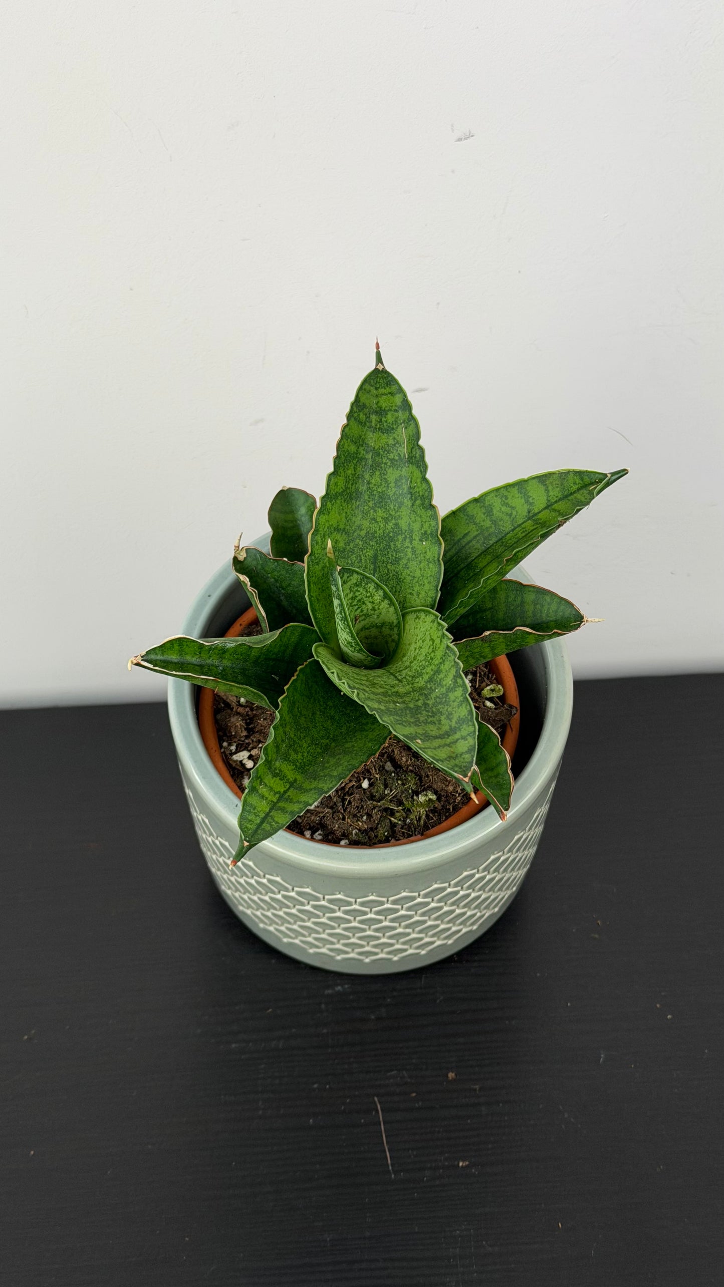 Sansevieria Marsha Anjani