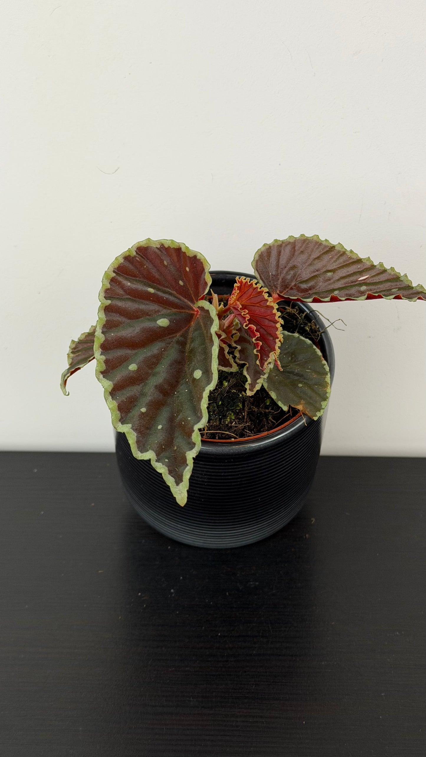 Begonia darthvaderiana Green Spots
