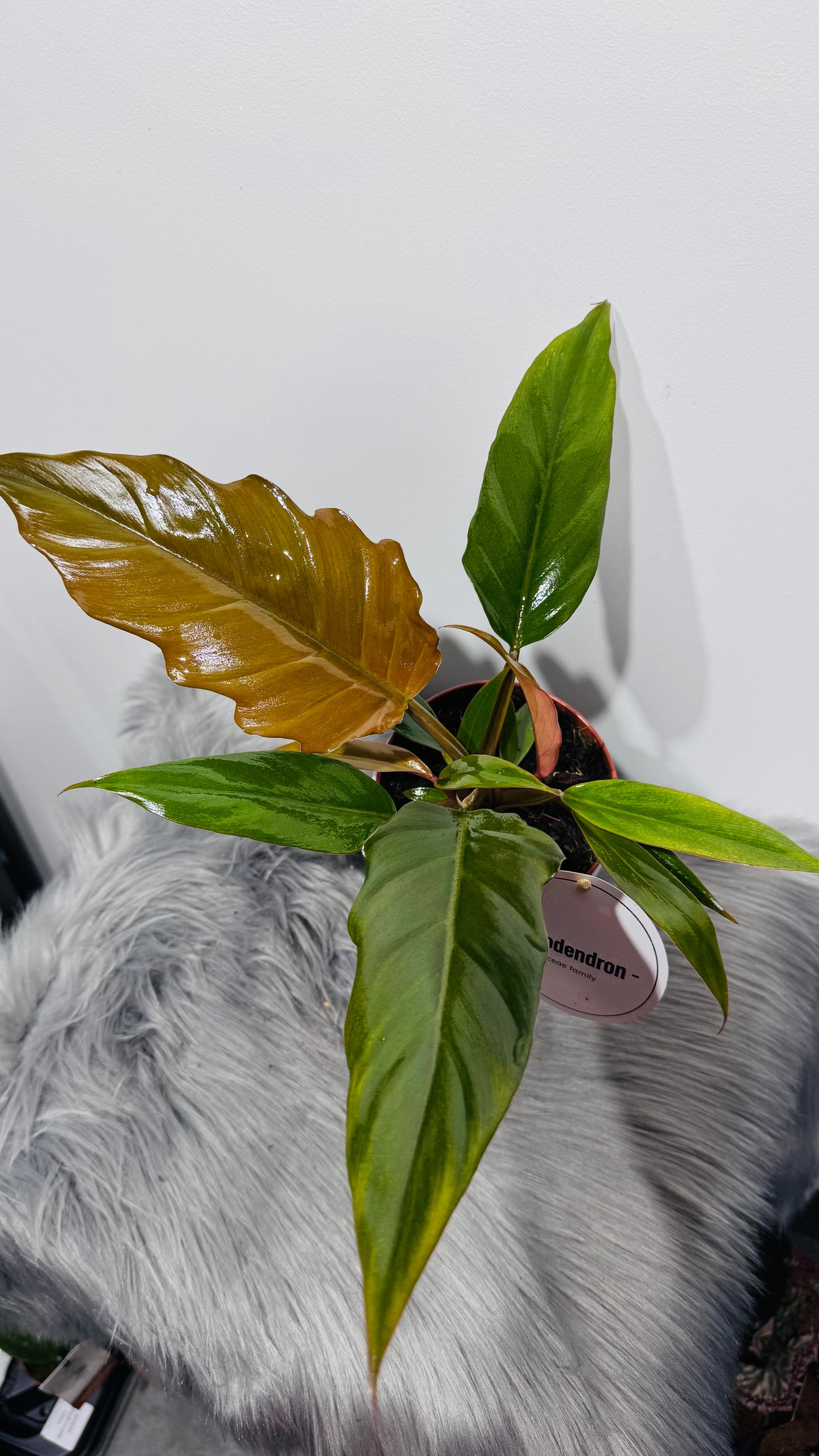 Philodendron 2