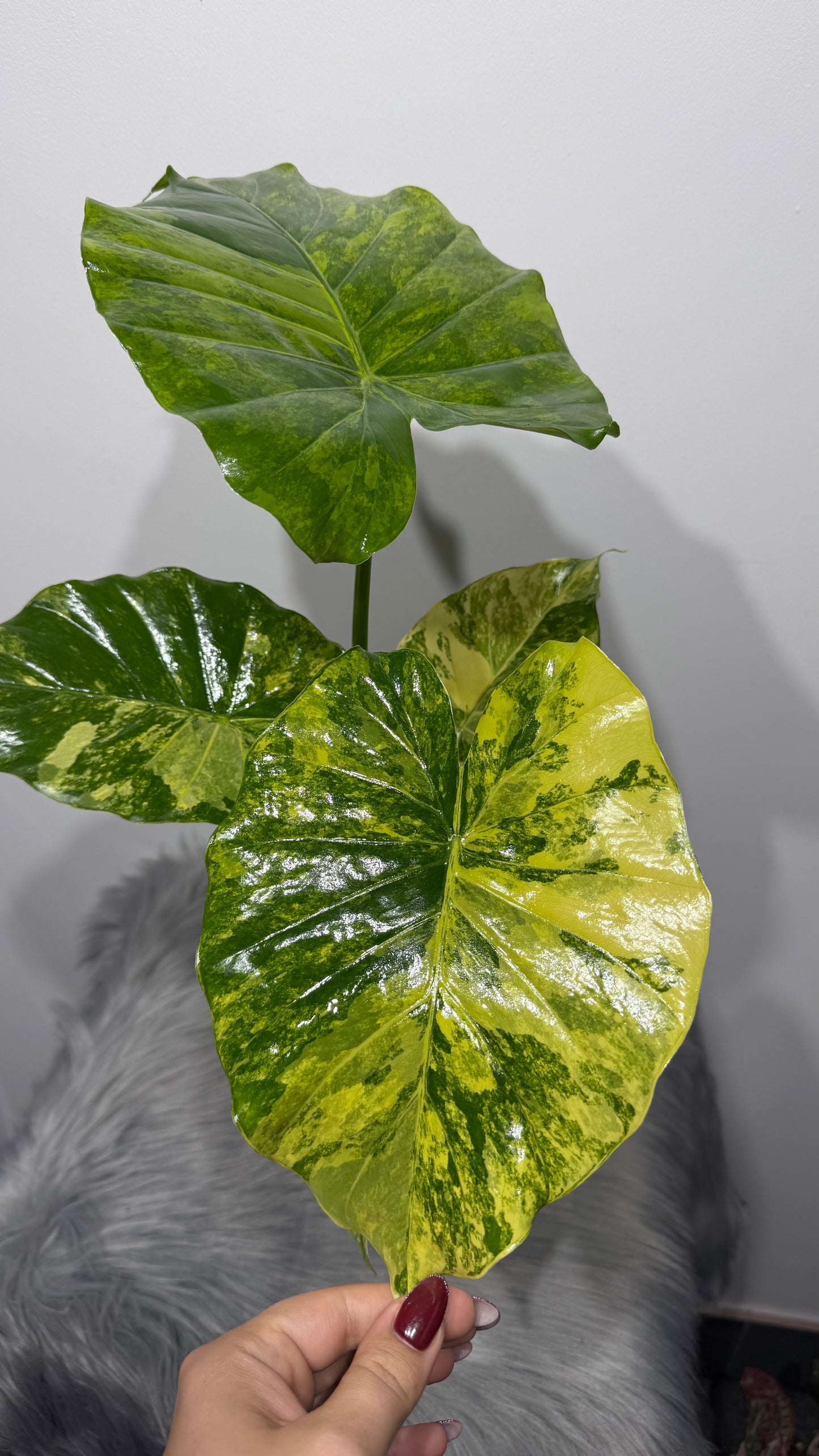 Alocasia macrorrhiza Aurea
