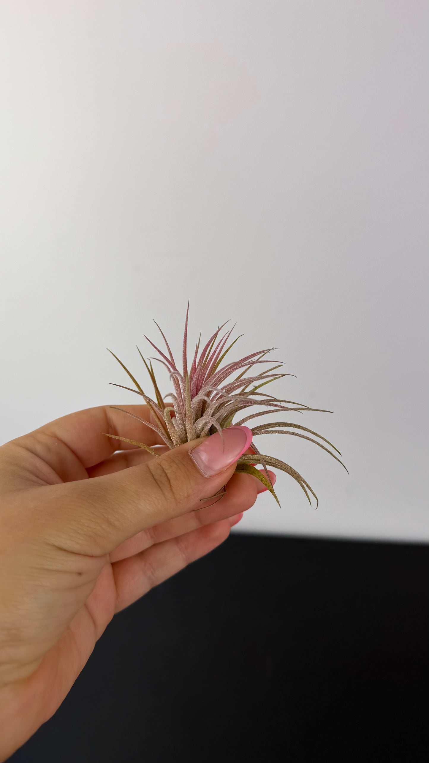 Tillandsia Air plant 8
