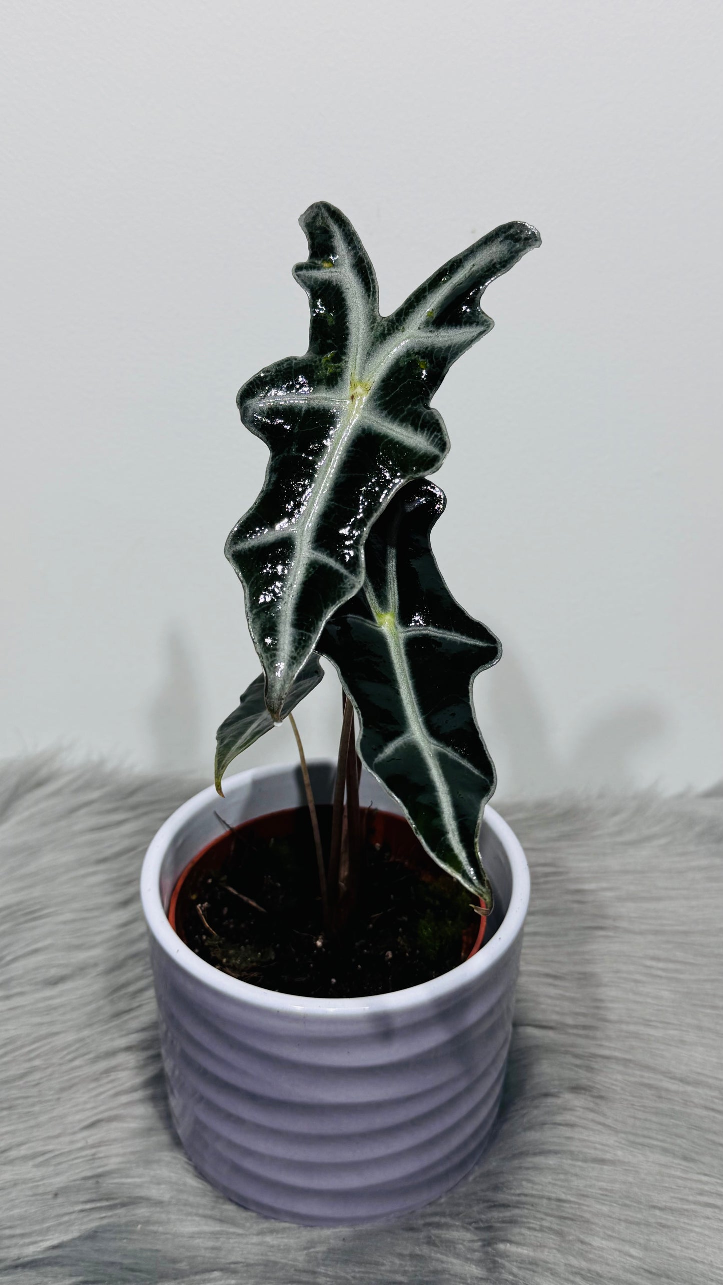 Alocasia Nobilis