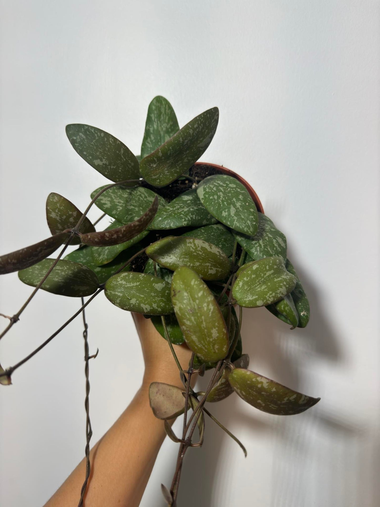 Hoya Sigillatis - www.augi-plants.lv