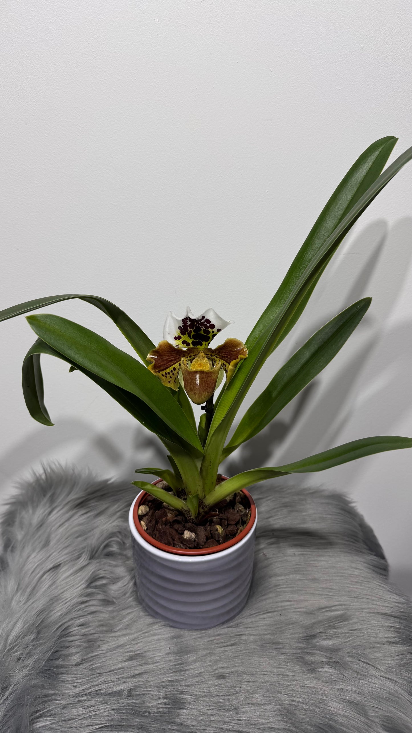 Orhideja Paphiopedilum Amerika 3