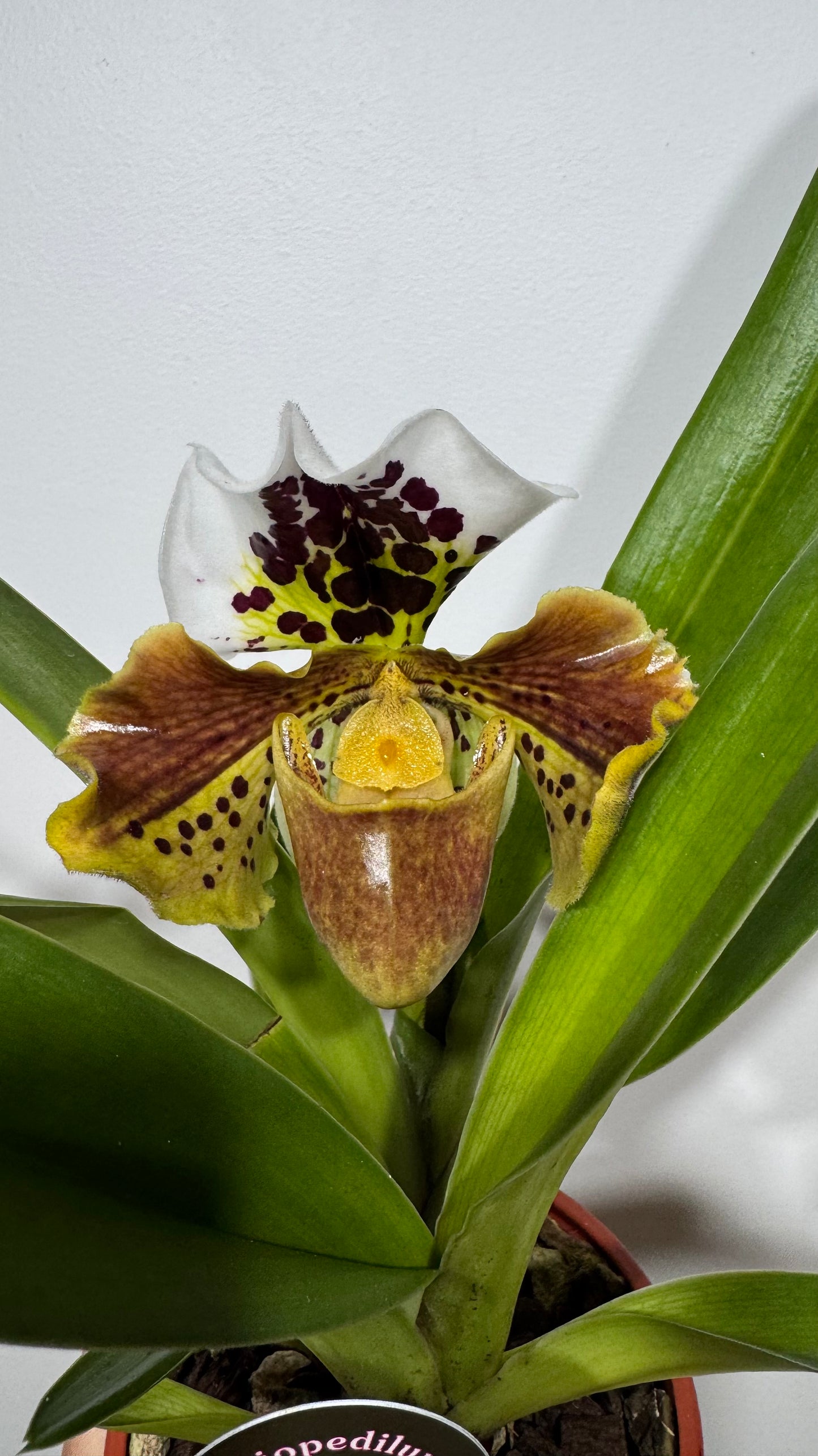 Orhideja Paphiopedilum Amerika 3