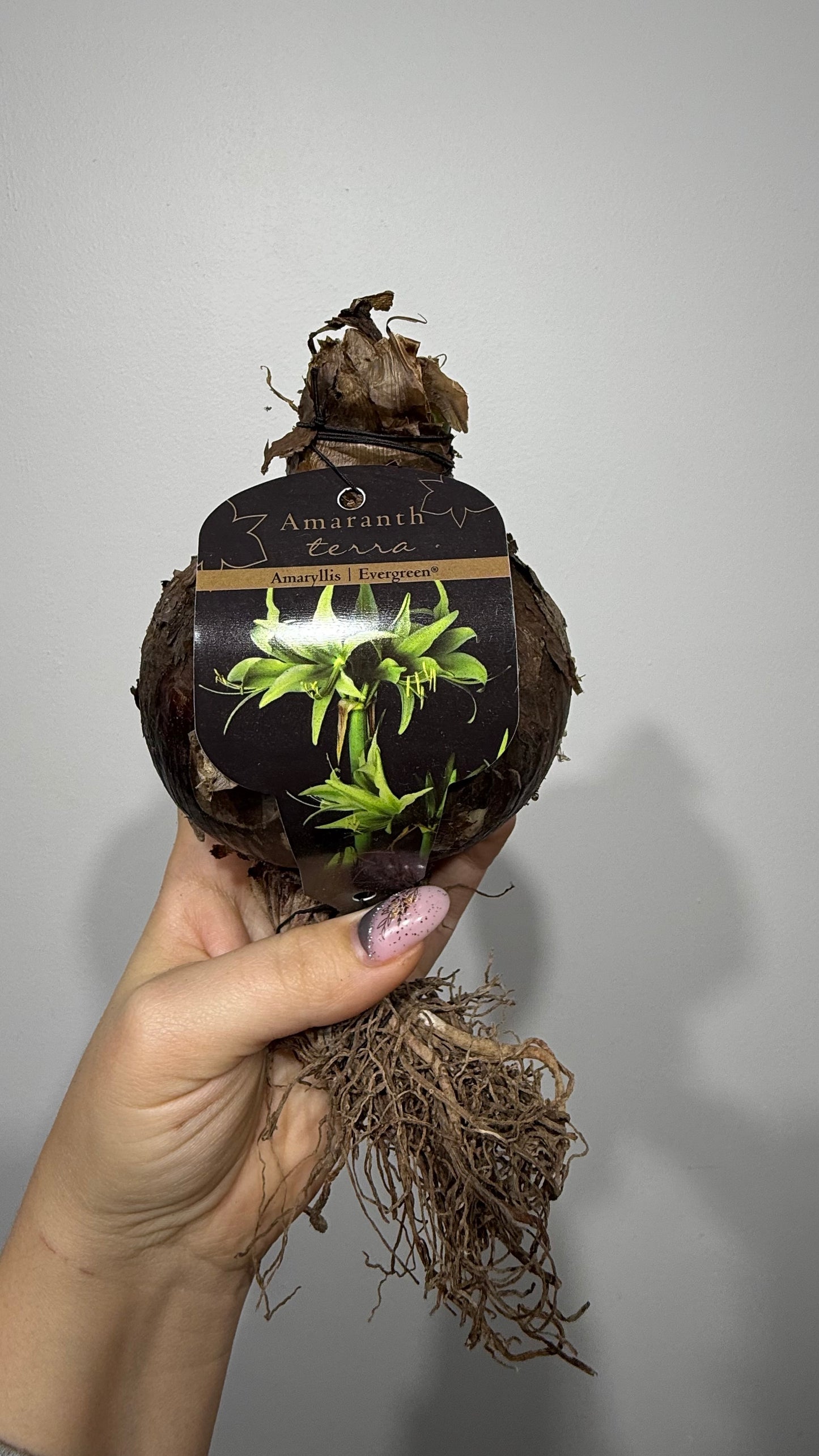 Hippeastrum Evergreen