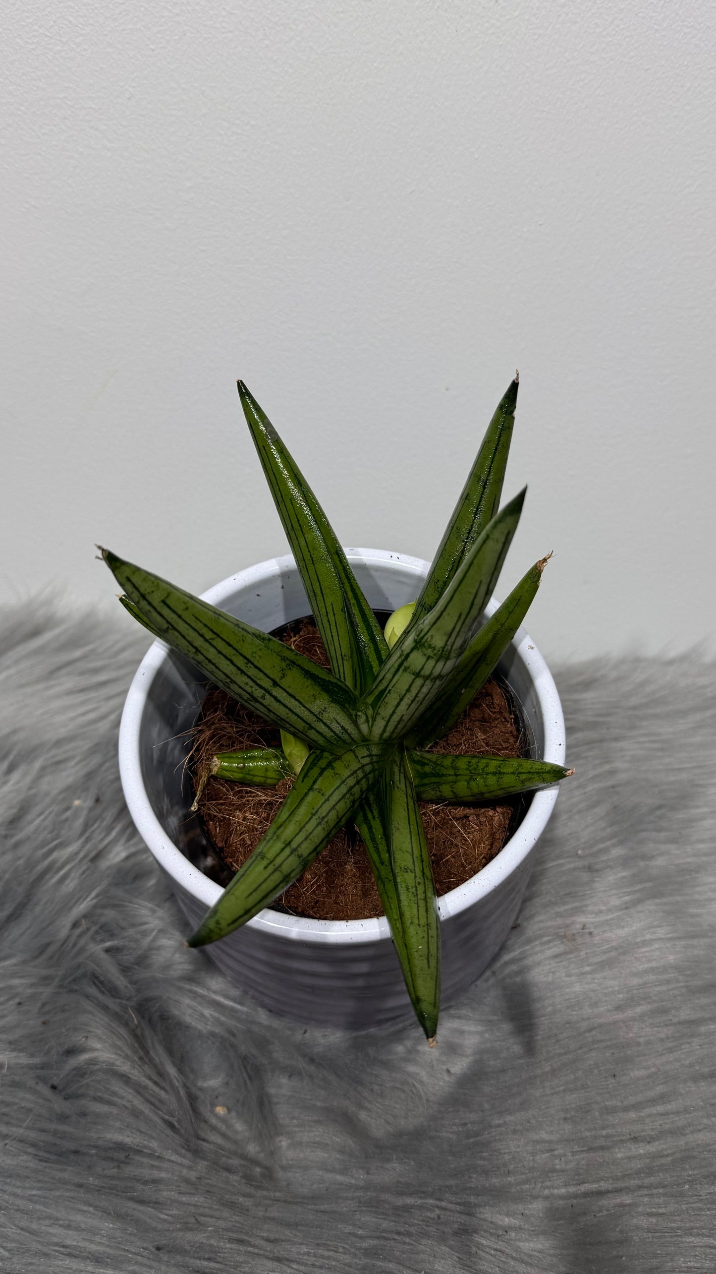 Sansevieria 3