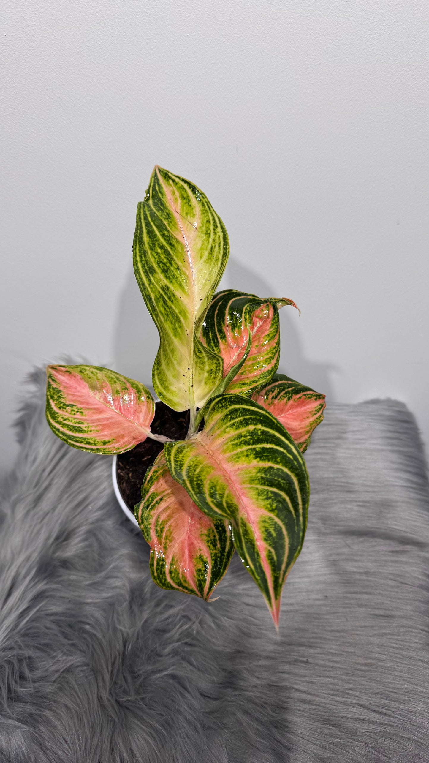 Aglaonema 7 - www.augi-plants.lv