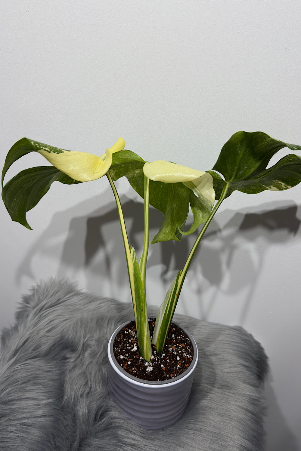 Monstera Thai Constellation 8 - www.augi-plants.lv