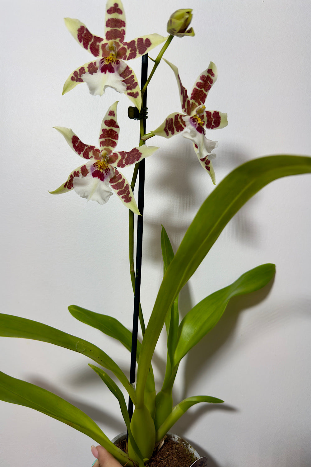 Orhideja Cambria 3 SMARŽO! - www.augi-plants.lv