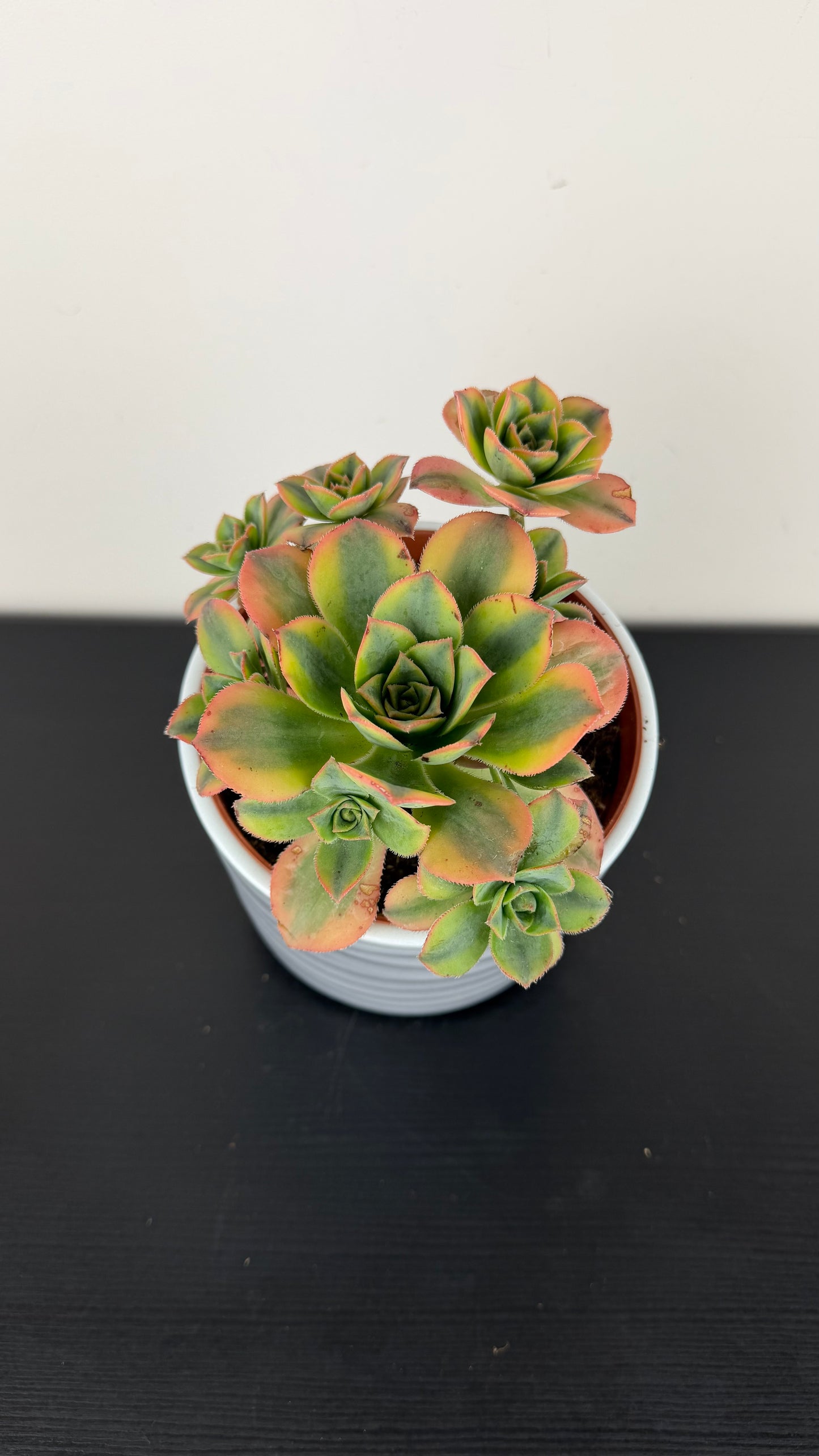 Aeonium Sunburst