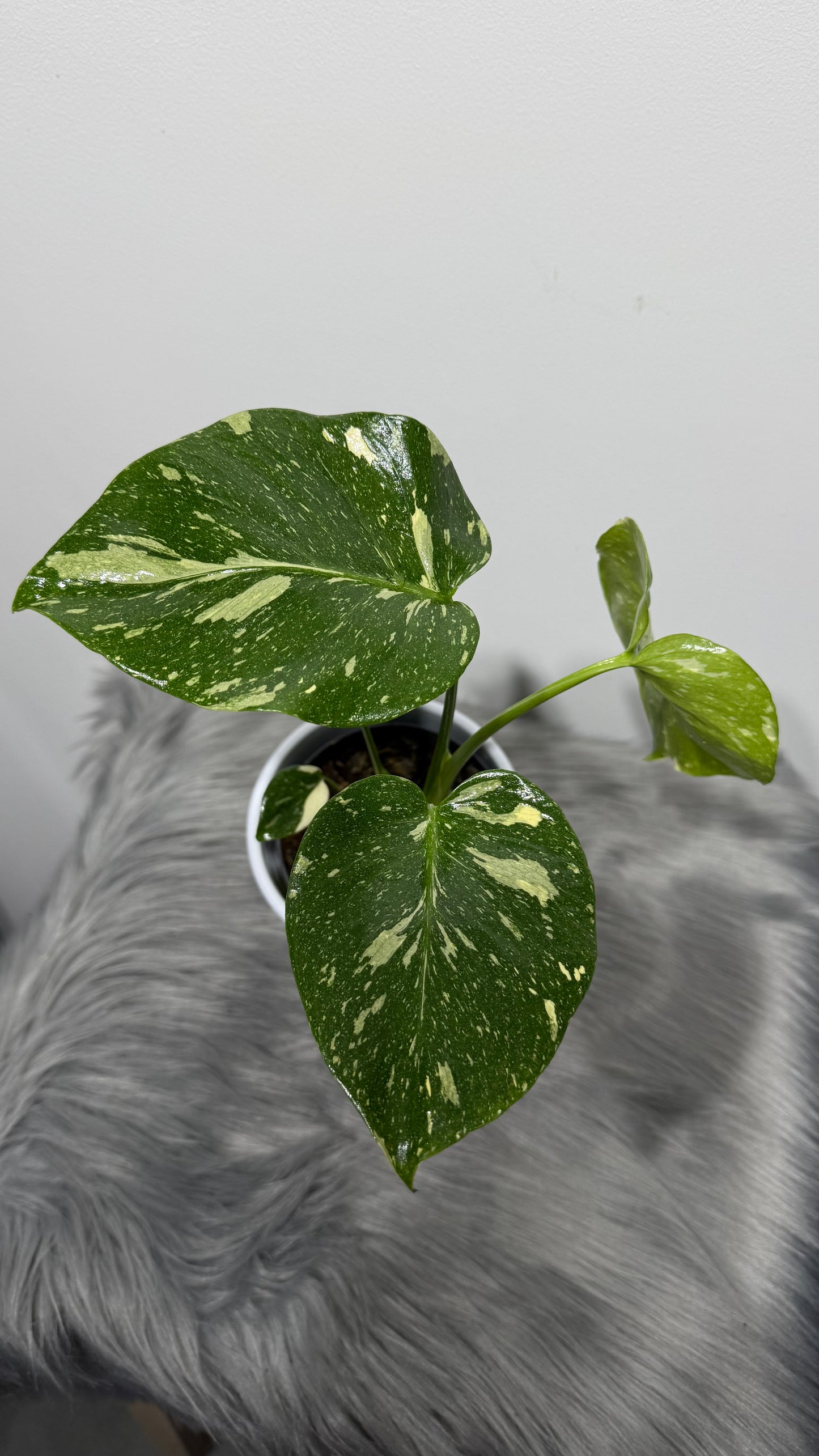 Monstera Thai Constellation