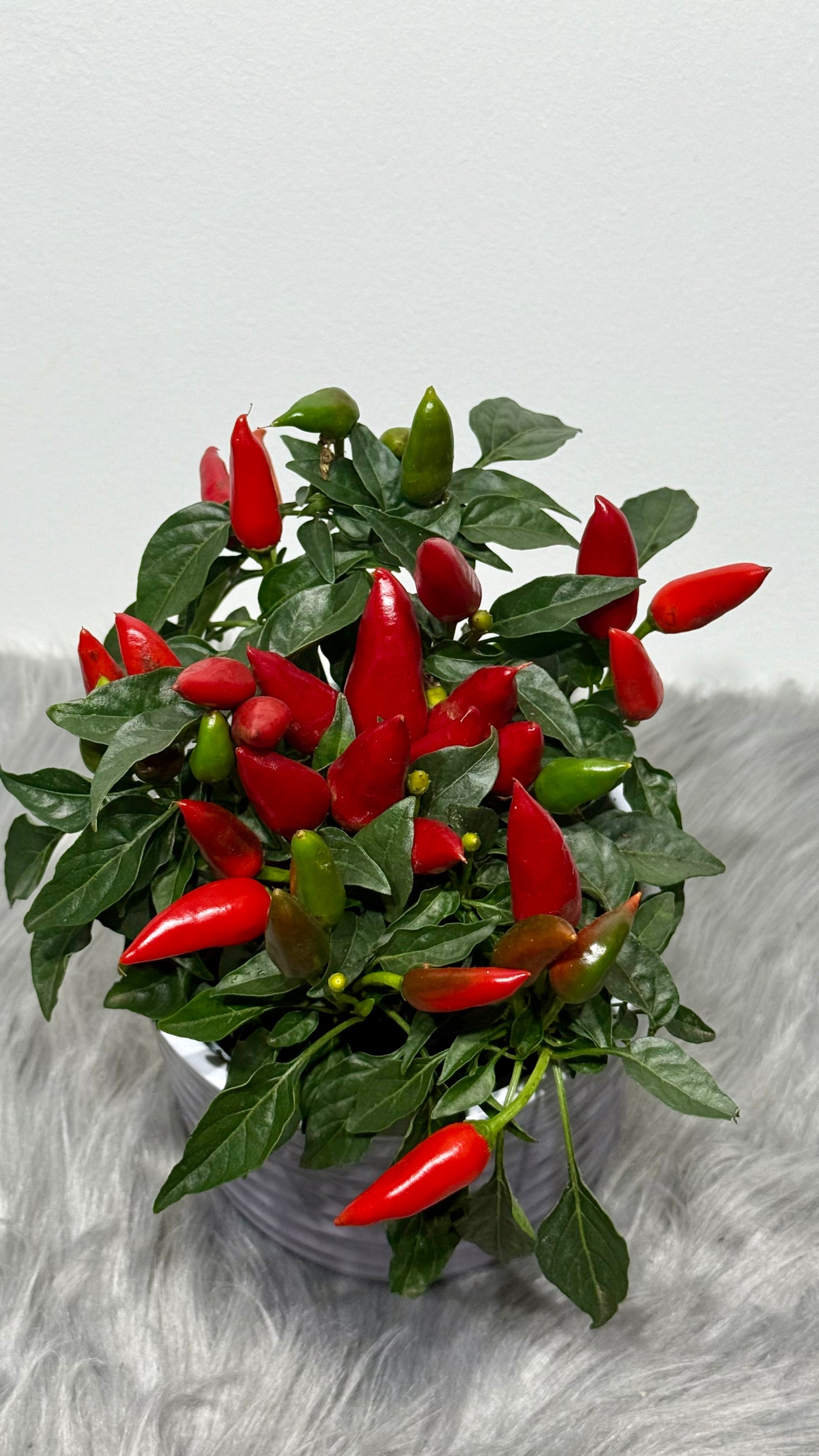 Capsicum Red