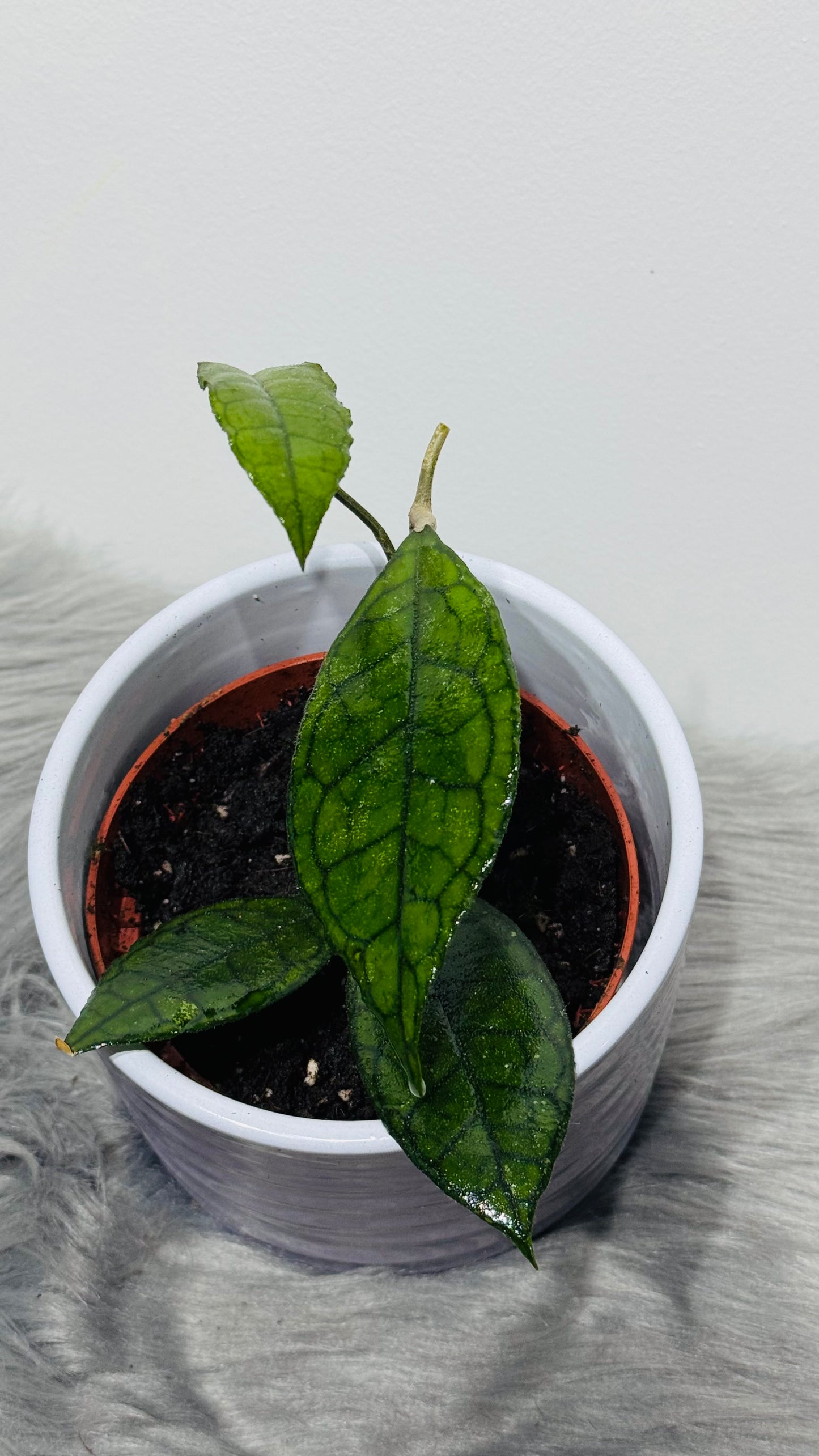 Hoya finlaysonii Sarawak