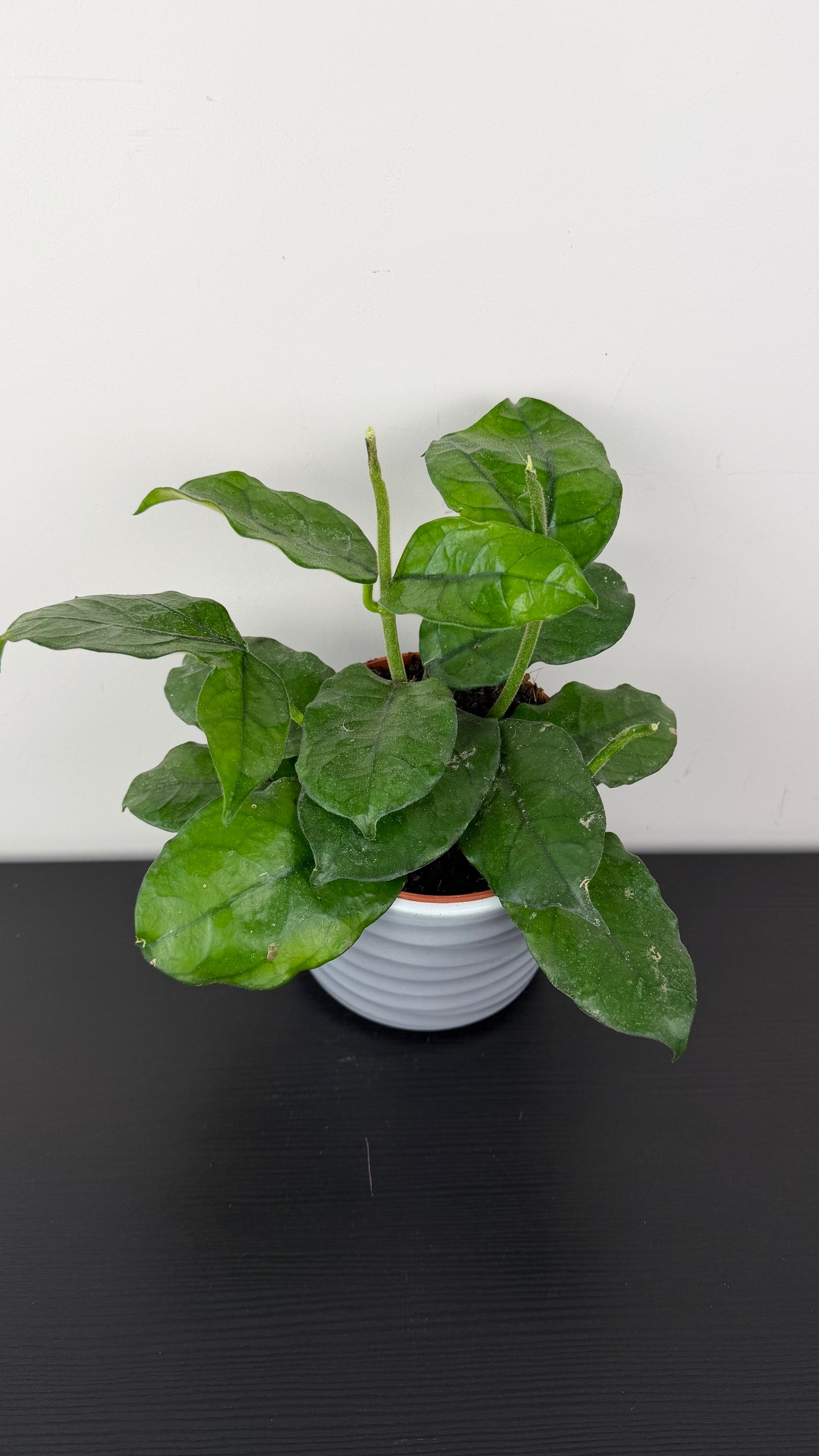 Hoya Villosa