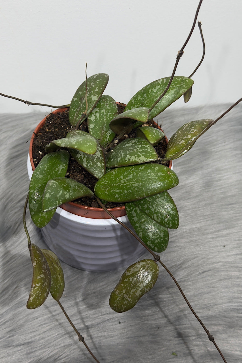 Hoya Sigillatis