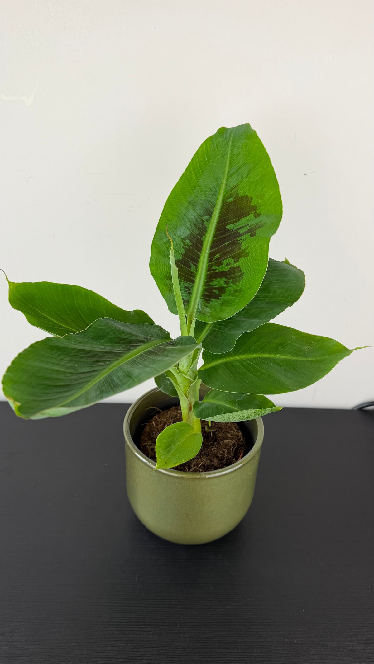 Musa dwarf Cavensish