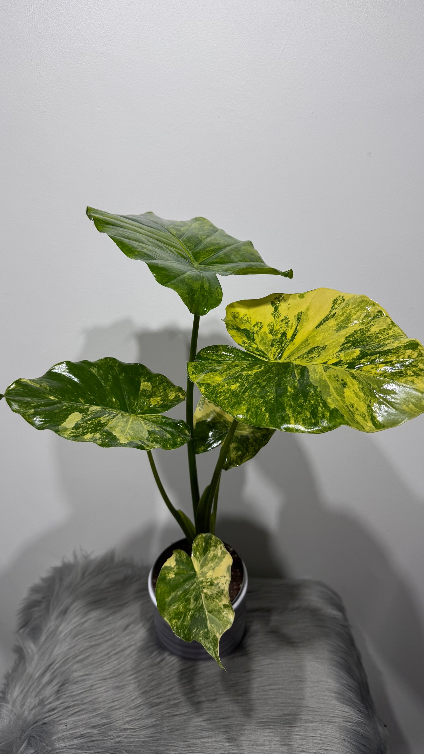 Alocasia macrorrhiza Aurea