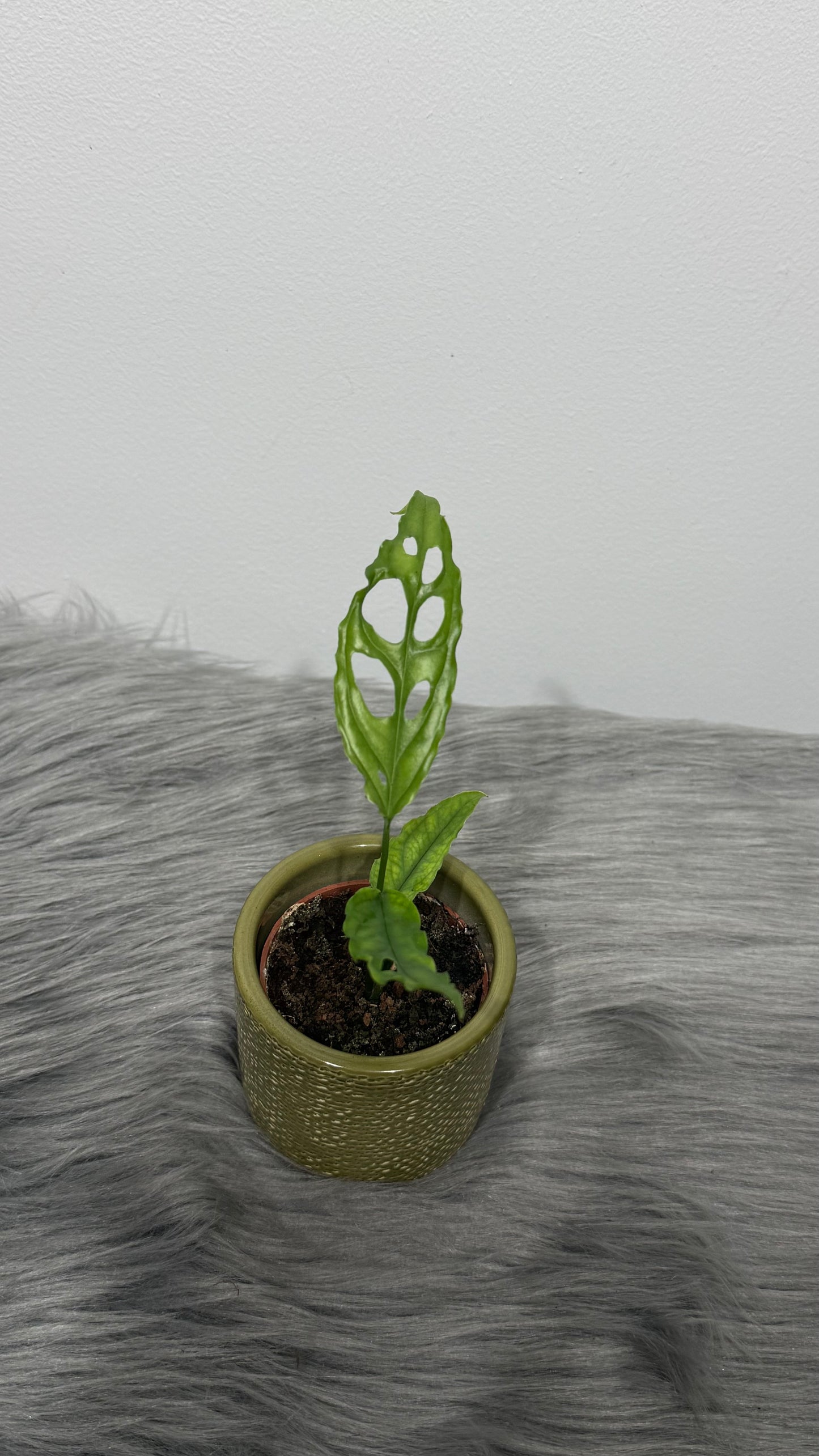 Monstera Obliqua Peru