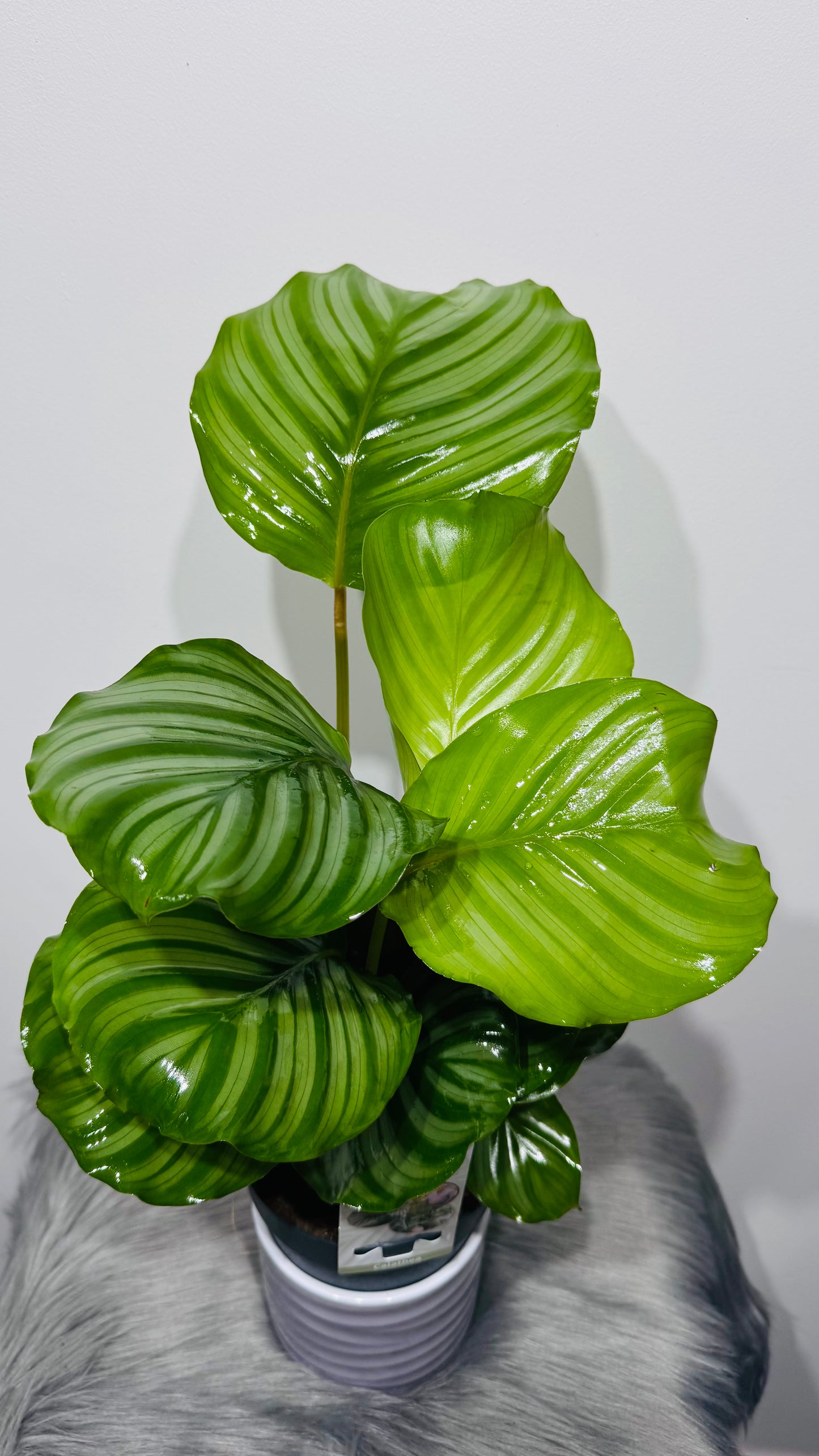 Calathea Orbifolia