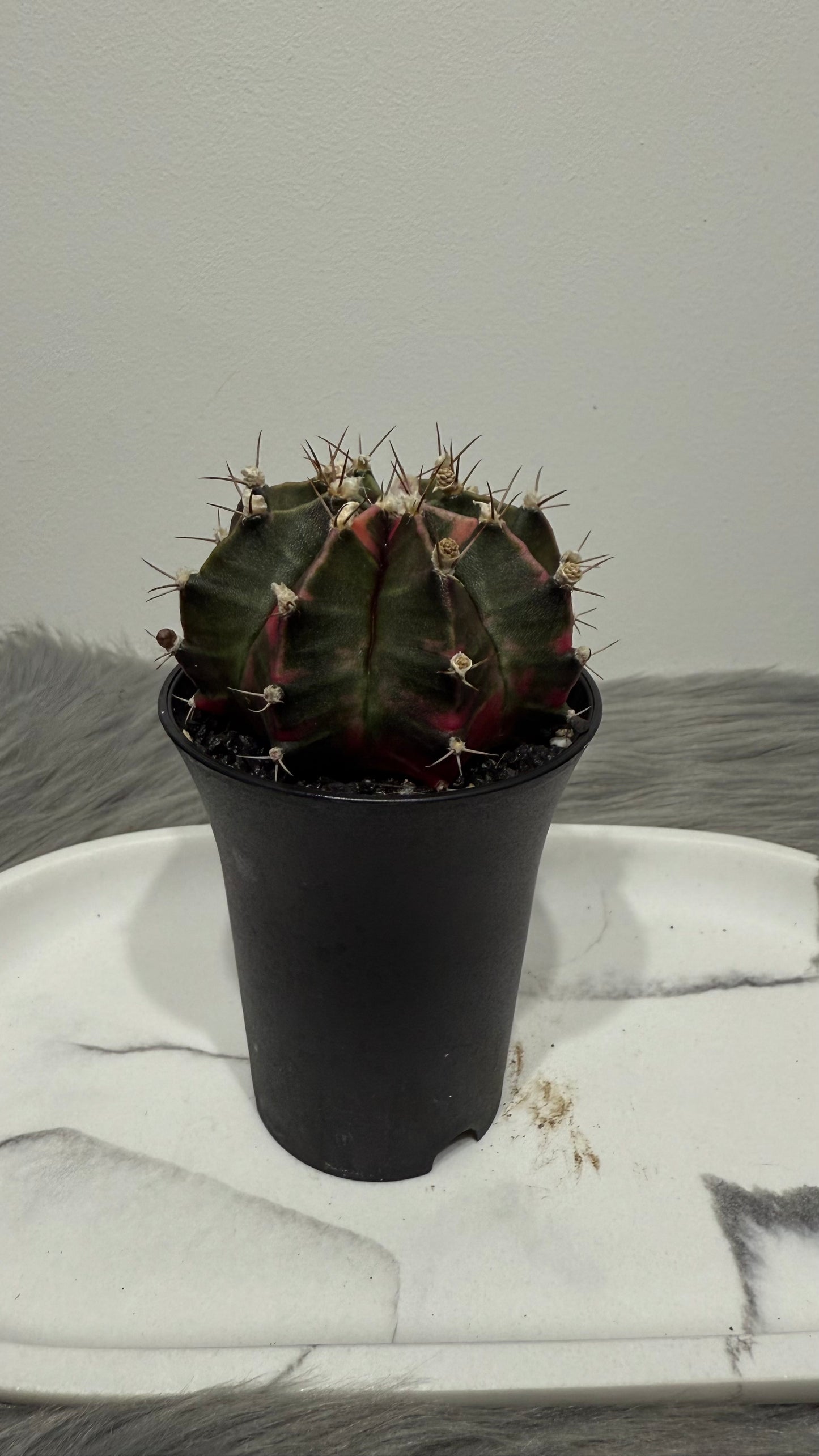 Gymnocalycium mihanovichii variegata